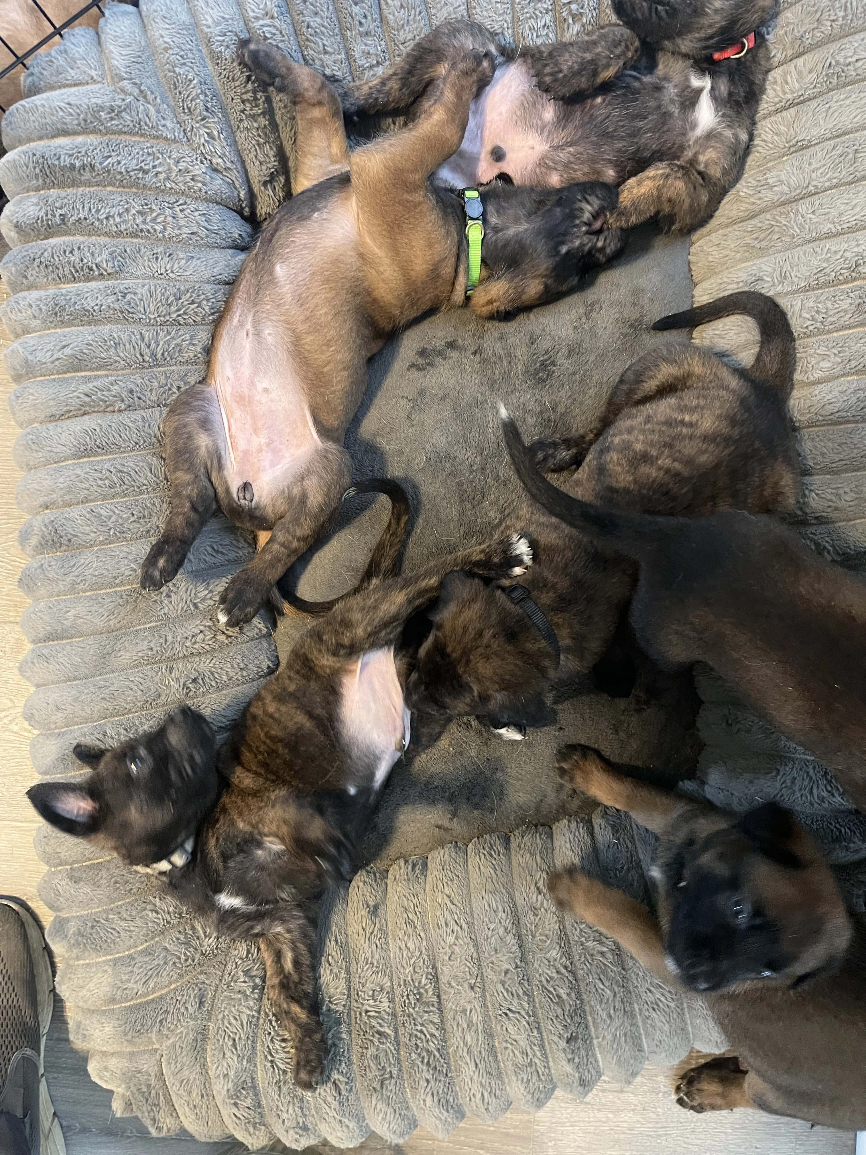 Alliance K9 puppies, parent dogs, or training moment from the Ranger x Mila program.