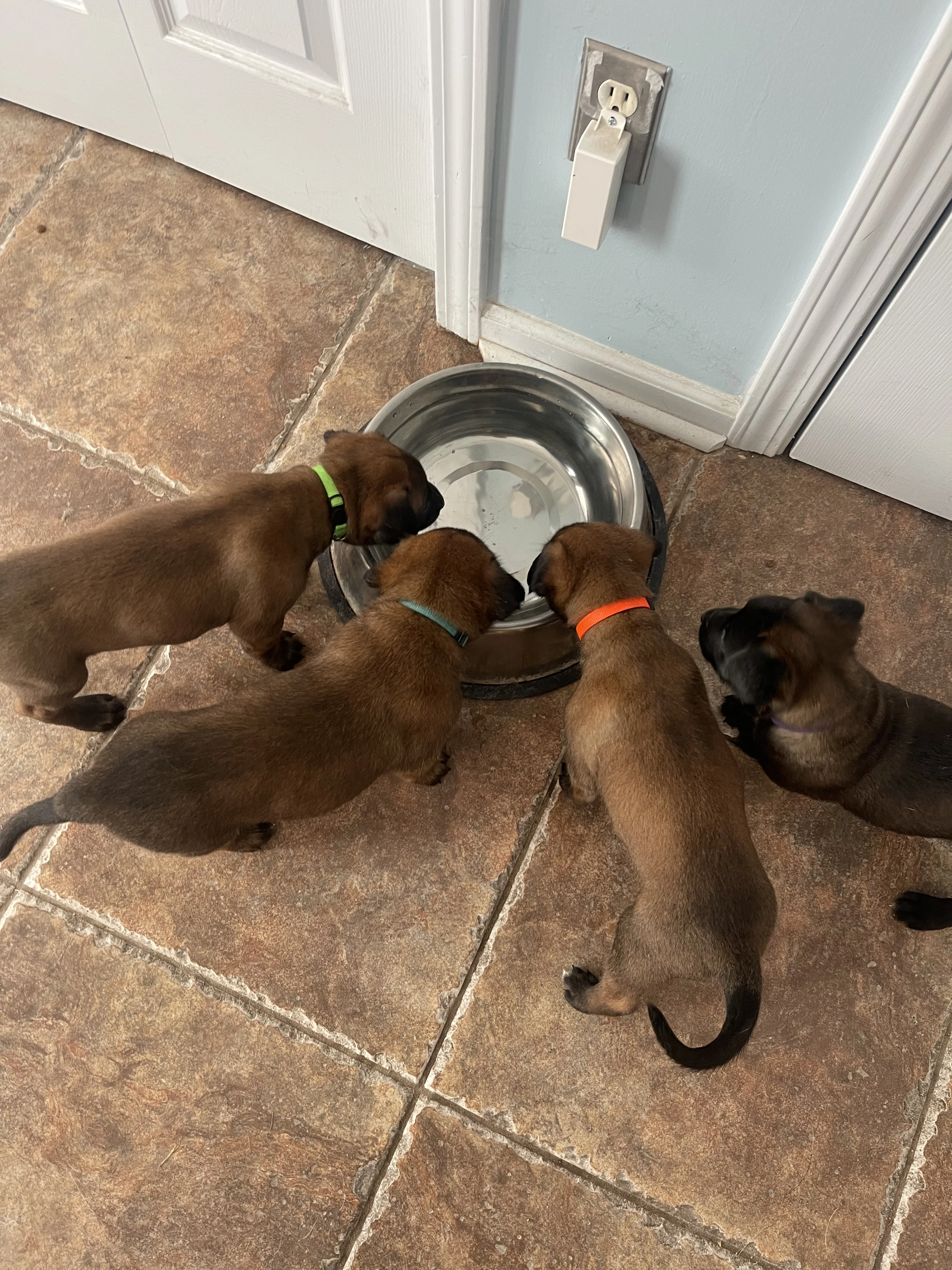 Alliance K9 puppies, parent dogs, or training moment from the Ranger x Mila program.