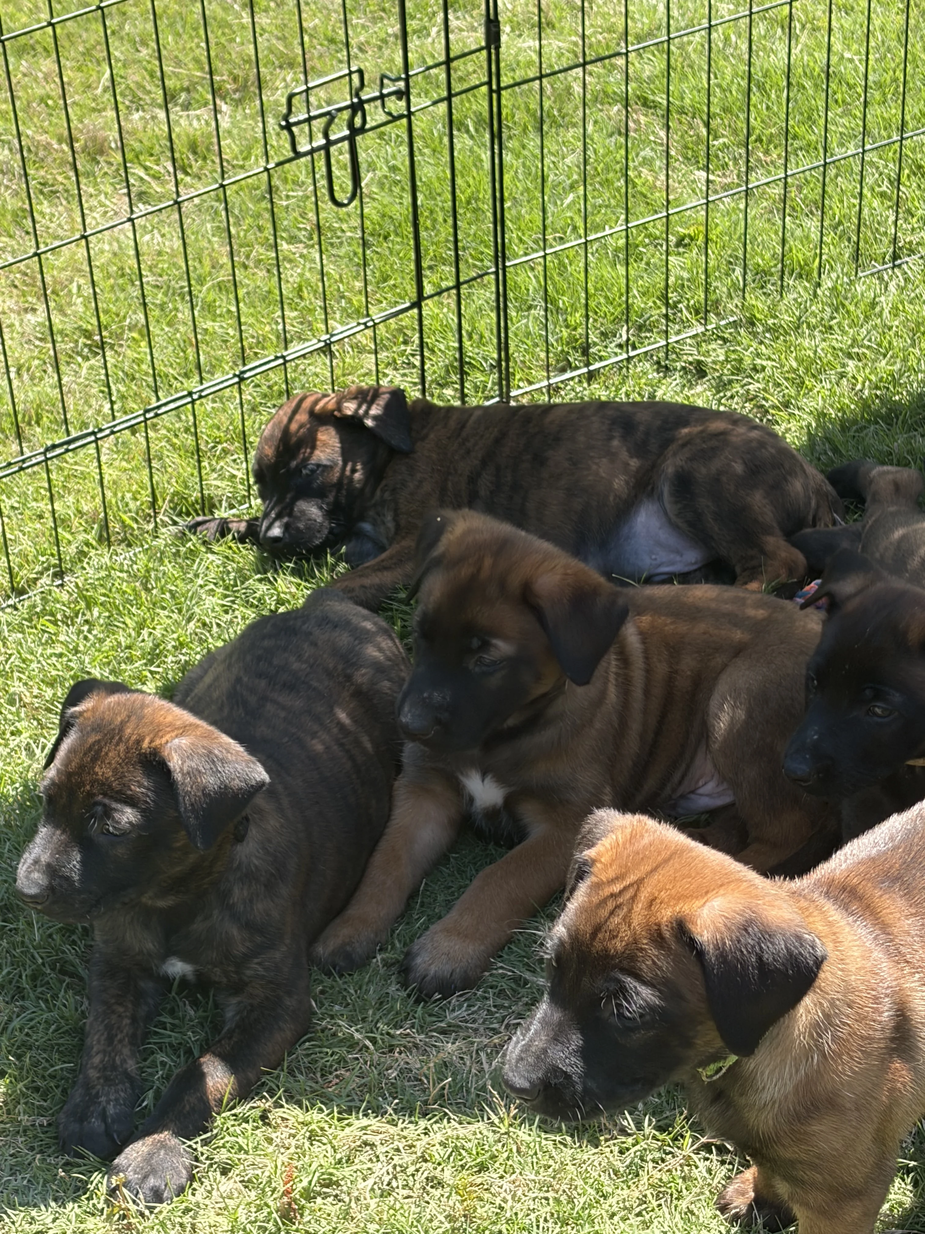 Alliance K9 puppies, parent dogs, or training moment from the Ranger x Mila program.