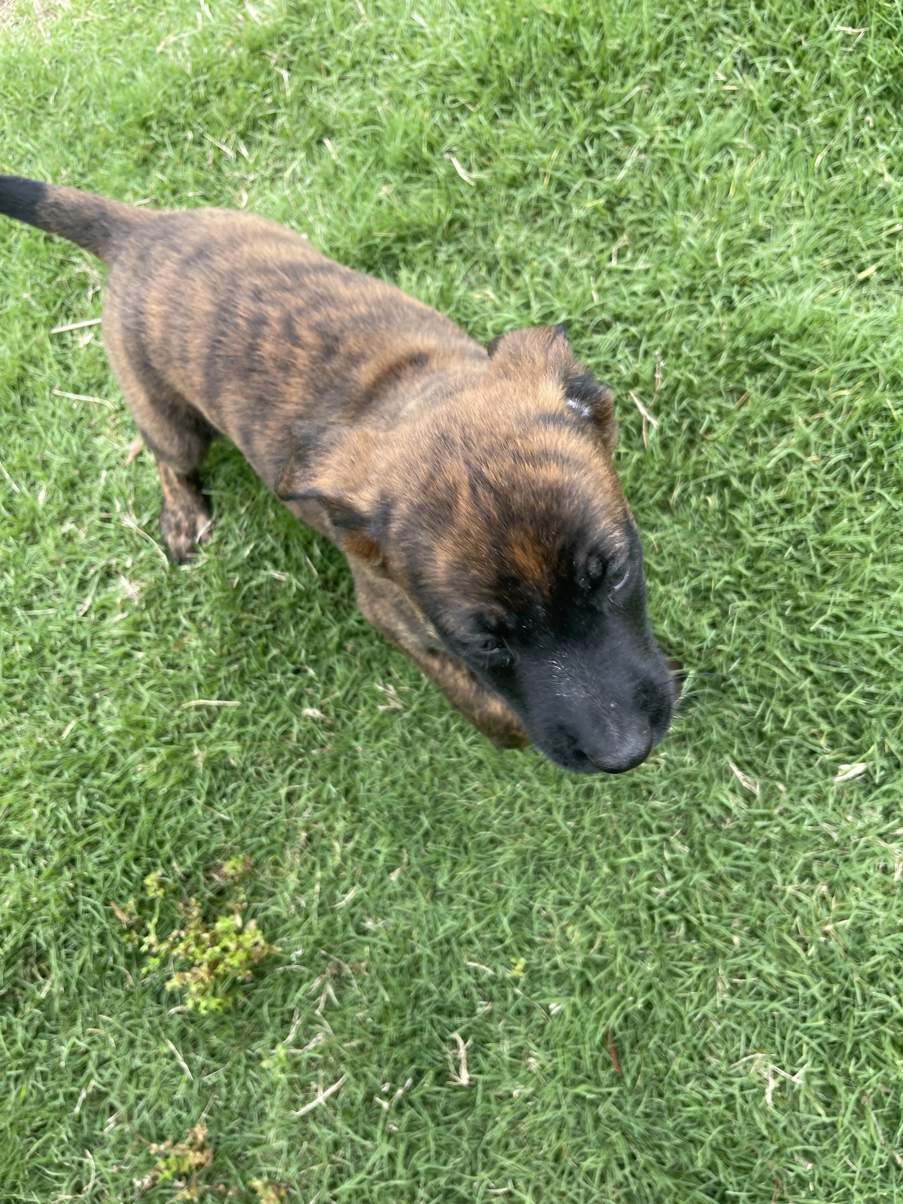 Aang from the Ranger x Mila litter during puppy evaluation and development.