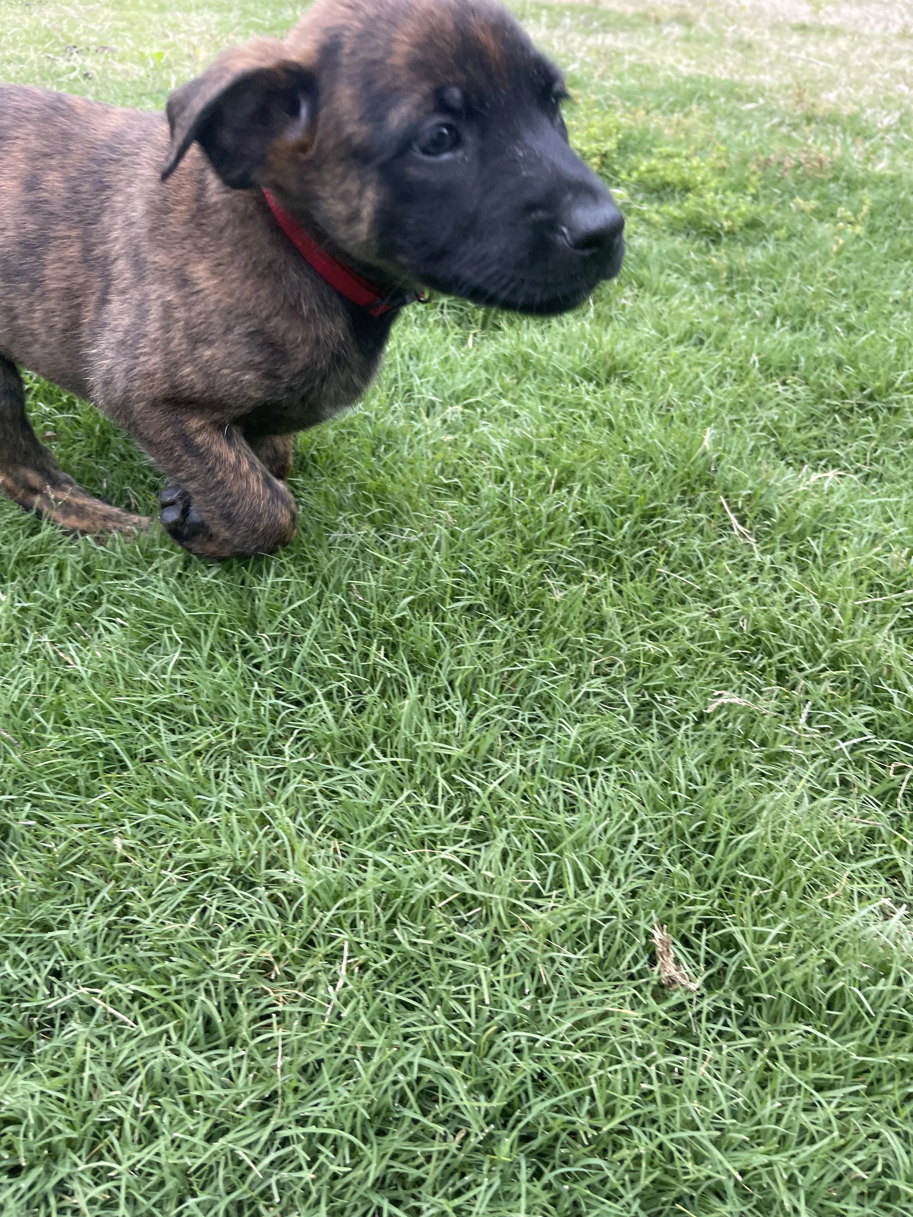 Aang from the Ranger x Mila litter during puppy evaluation and development.