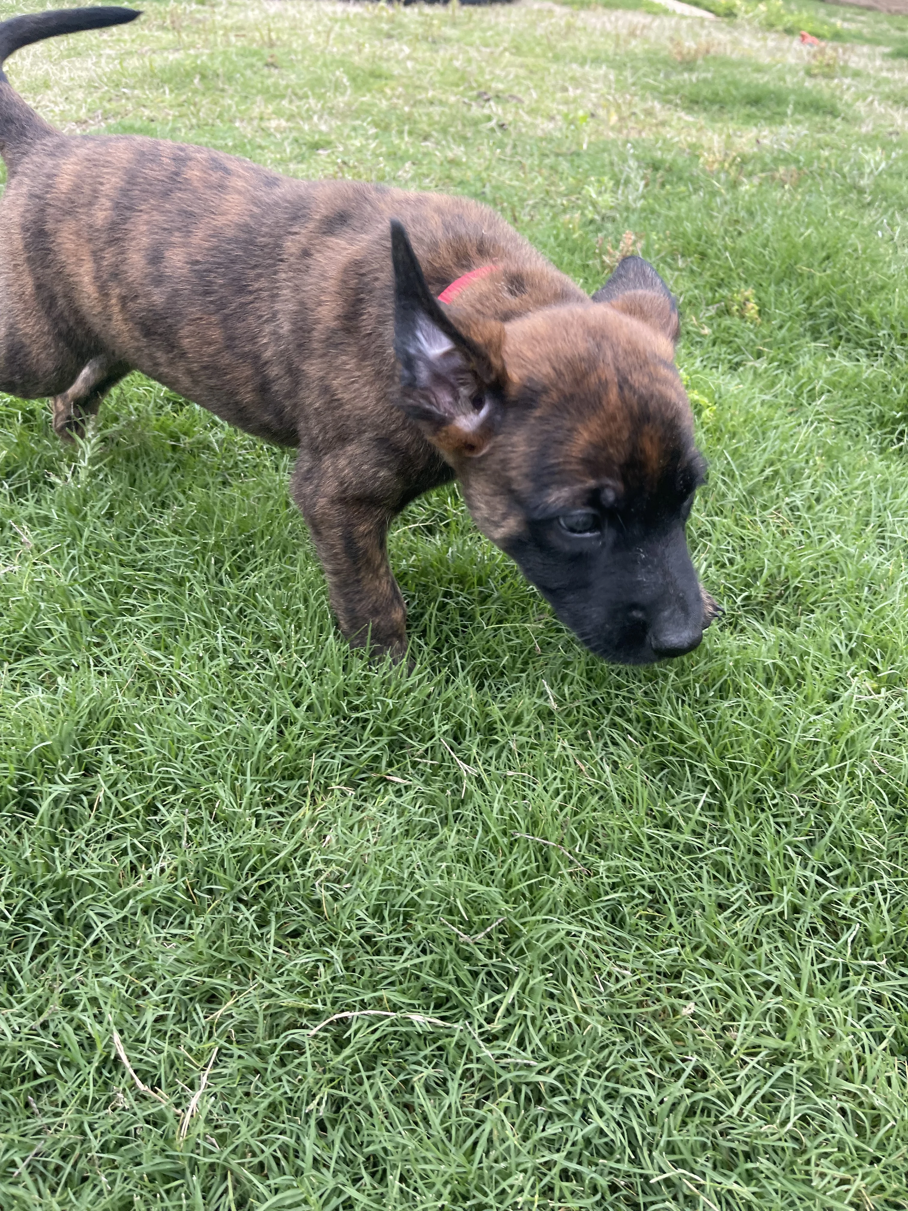 Aang from the Ranger x Mila litter during puppy evaluation and development.