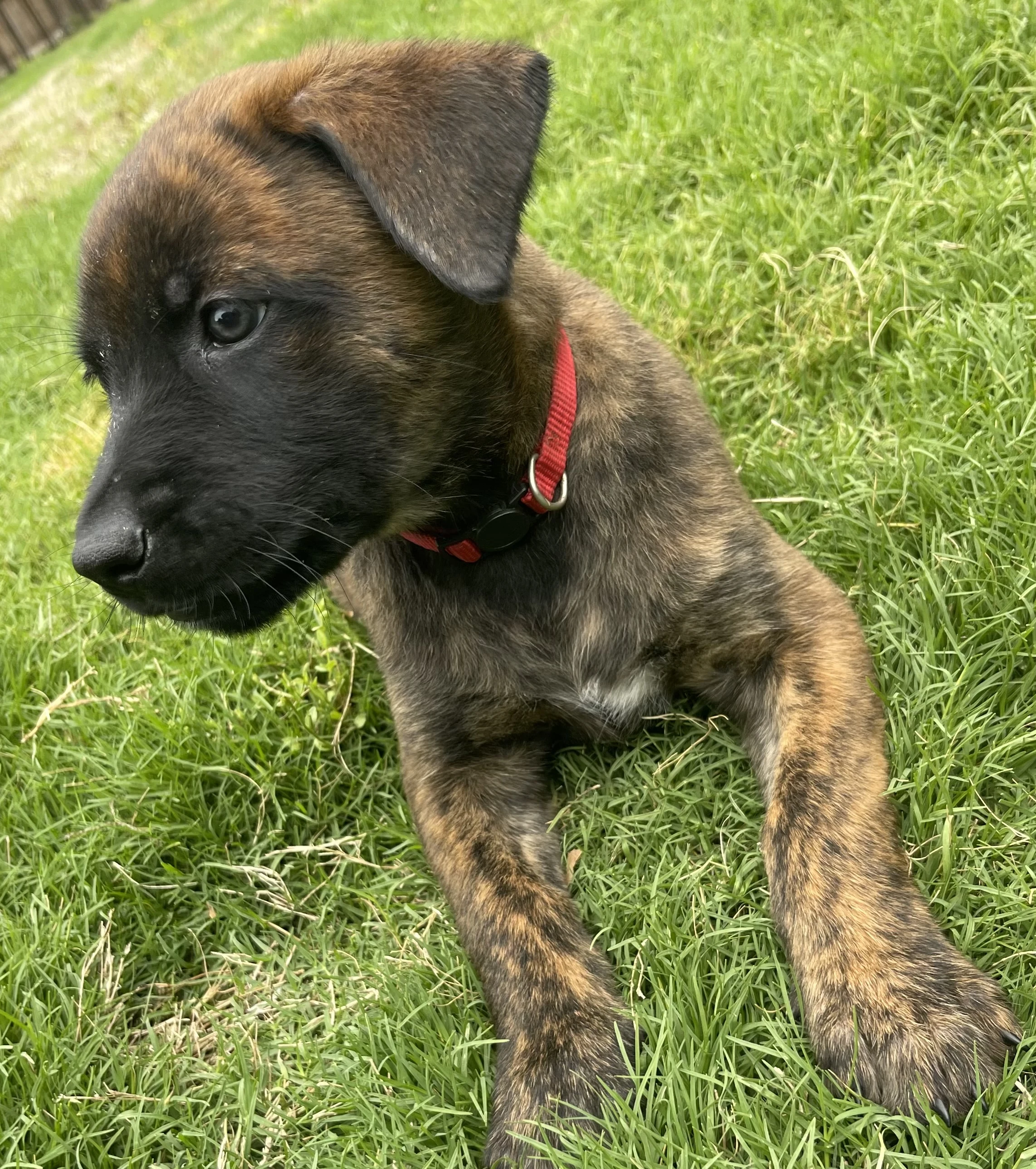 Aang from the Ranger x Mila litter during puppy evaluation and development.