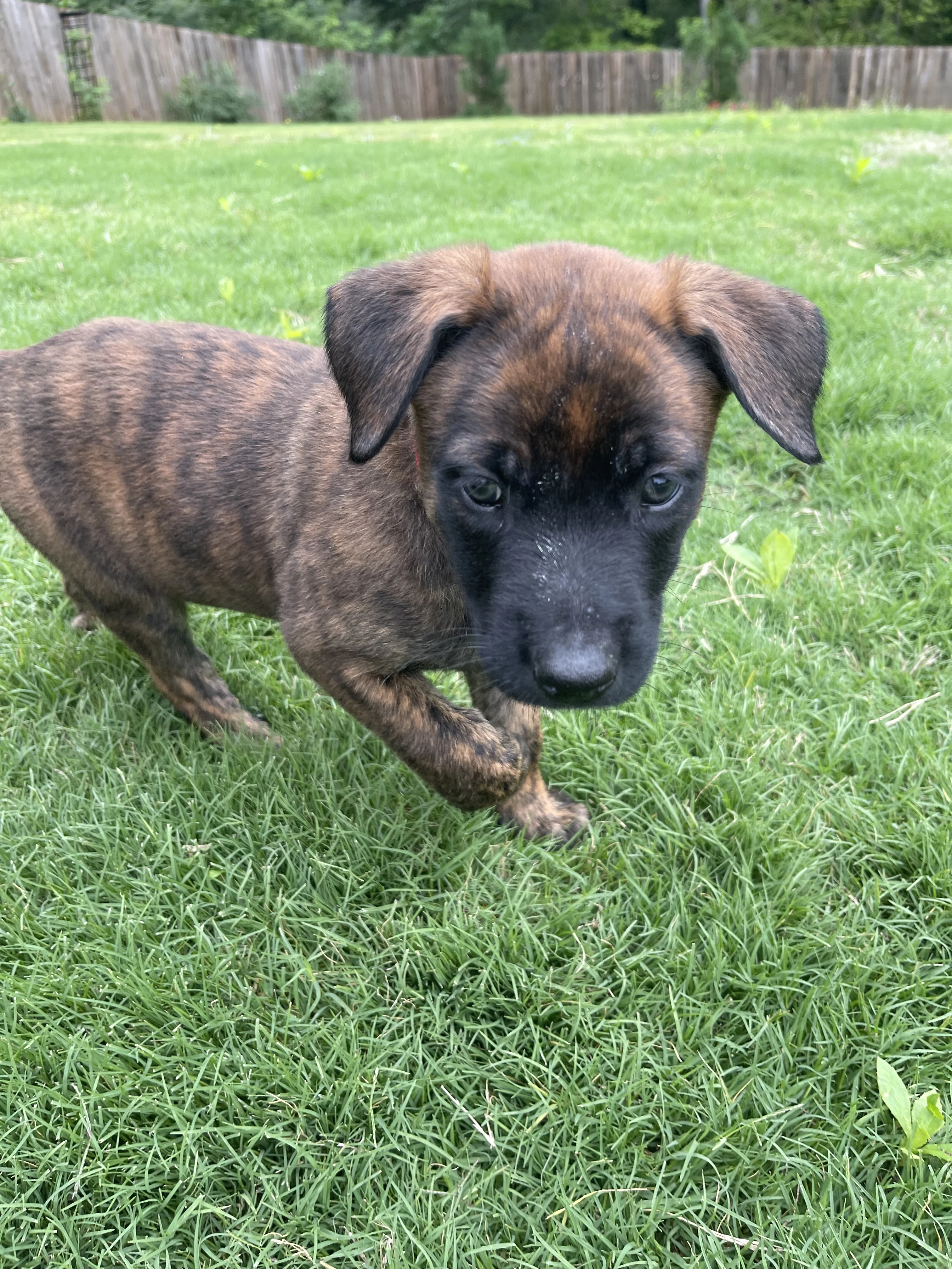 Aang from the Ranger x Mila litter during puppy evaluation and development.