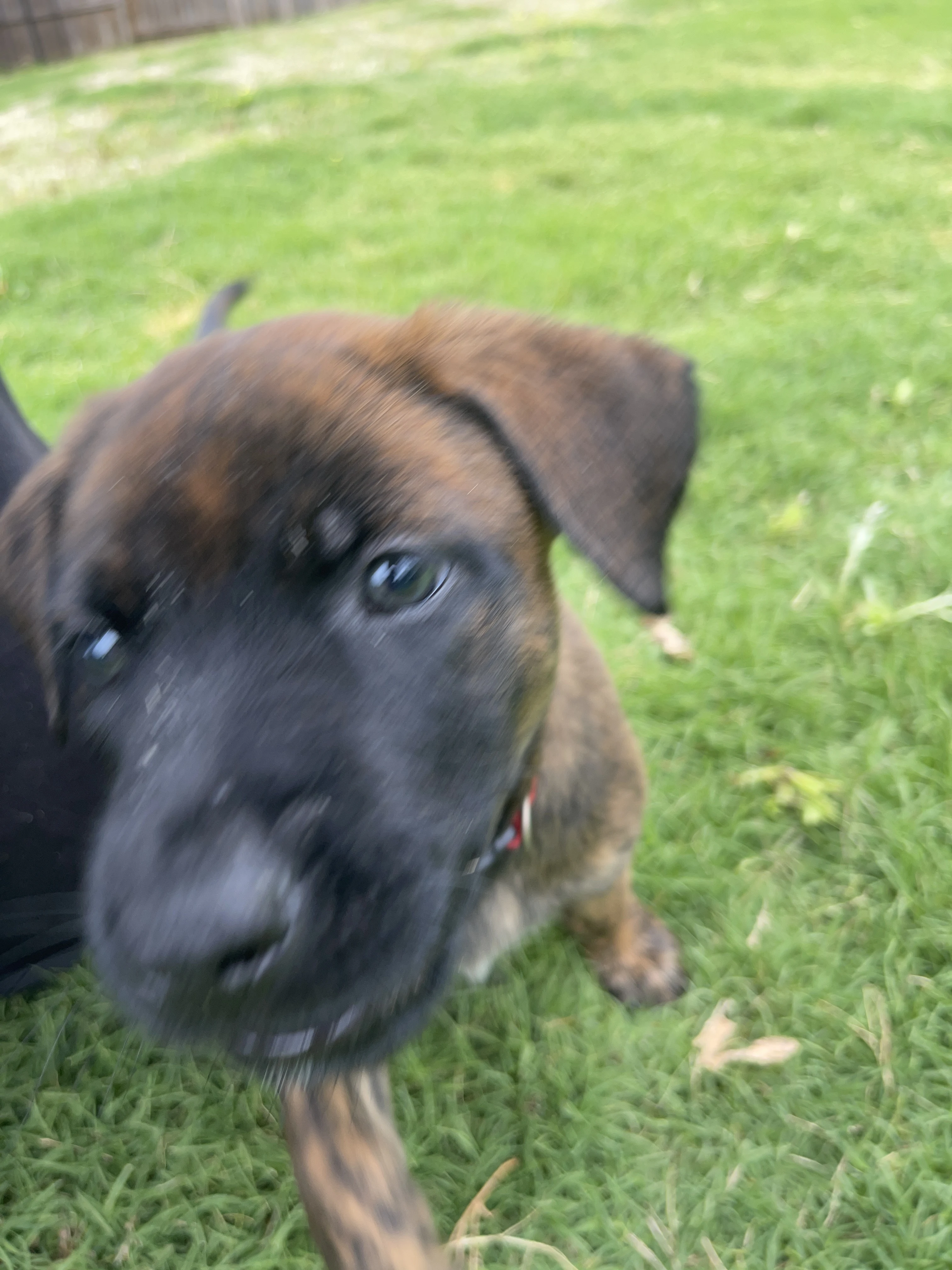 Aang from the Ranger x Mila litter during puppy evaluation and development.