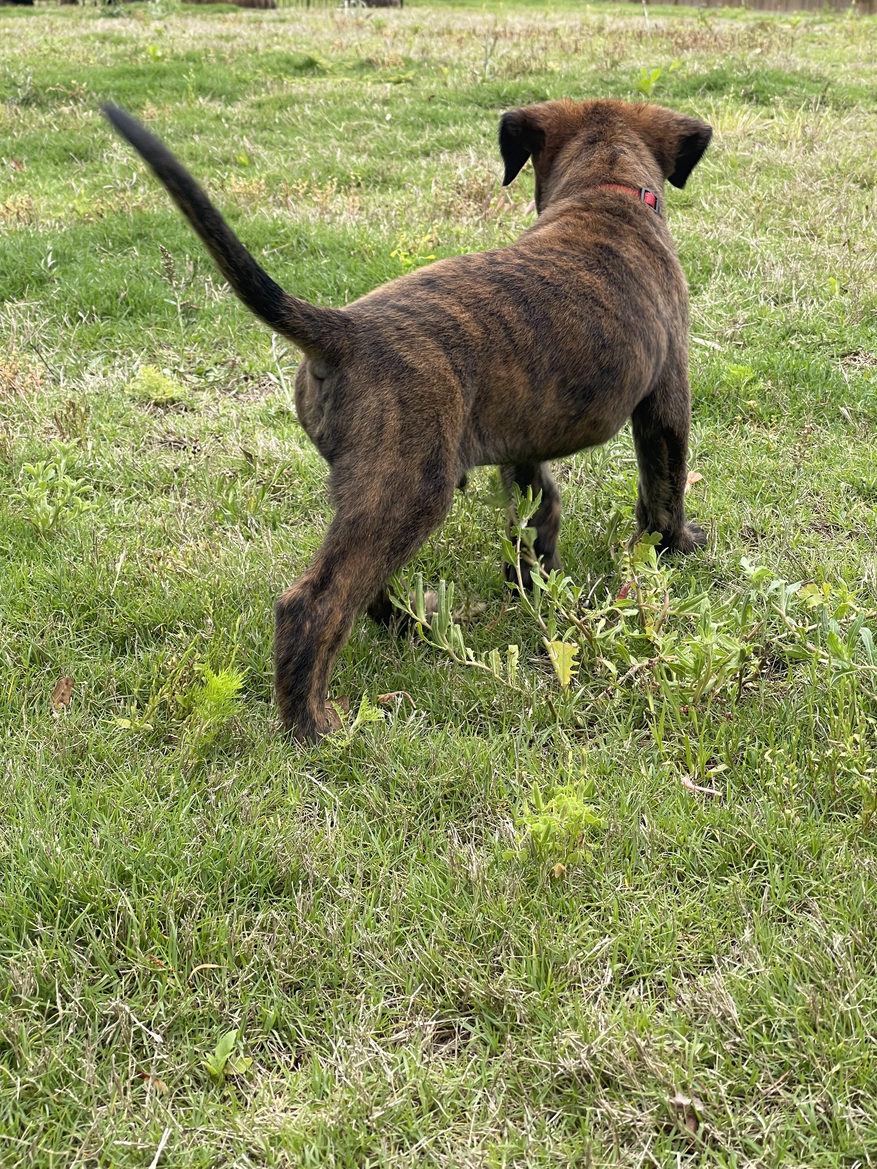 Aang from the Ranger x Mila litter during puppy evaluation and development.