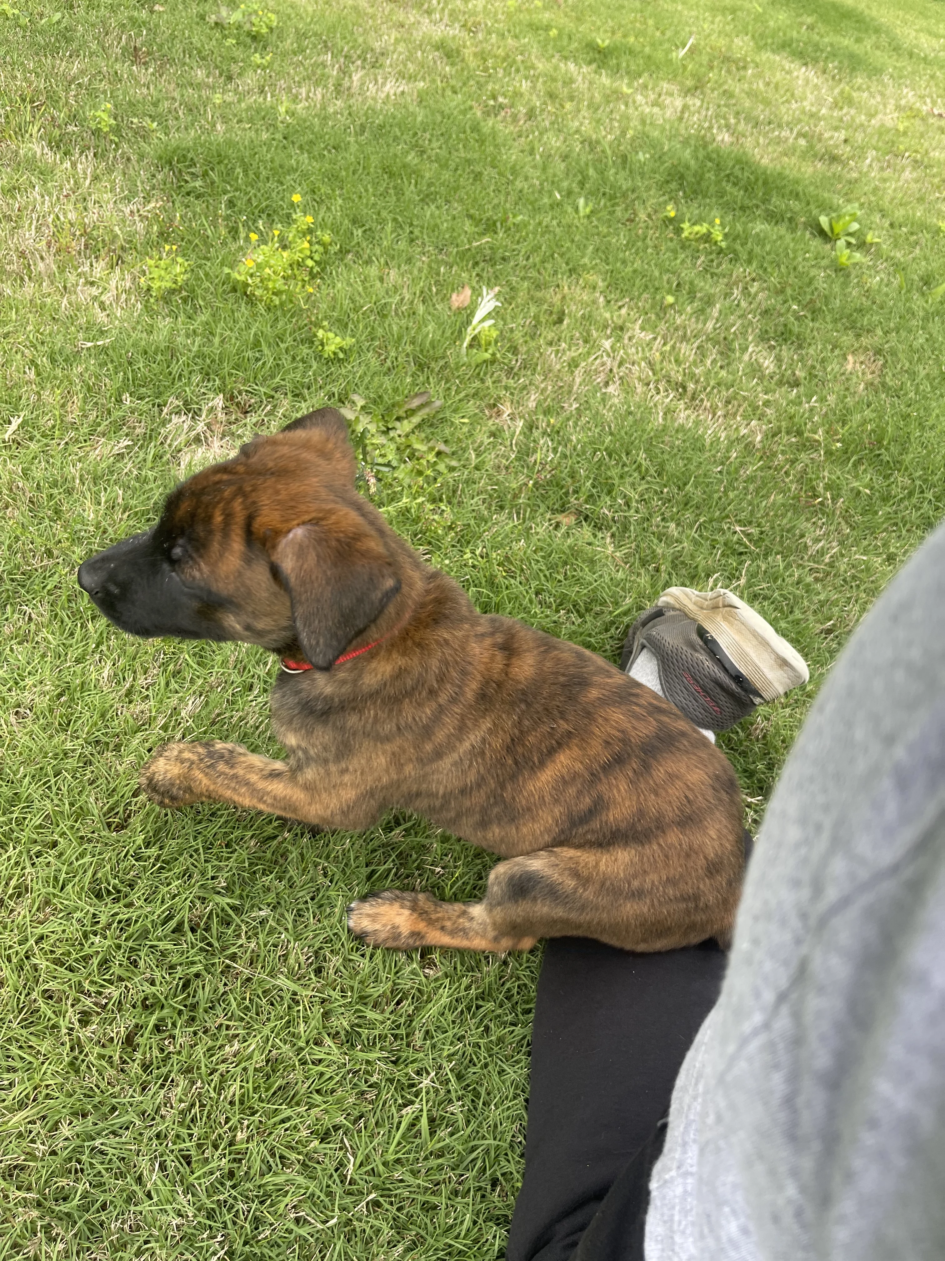 Aang from the Ranger x Mila litter during puppy evaluation and development.