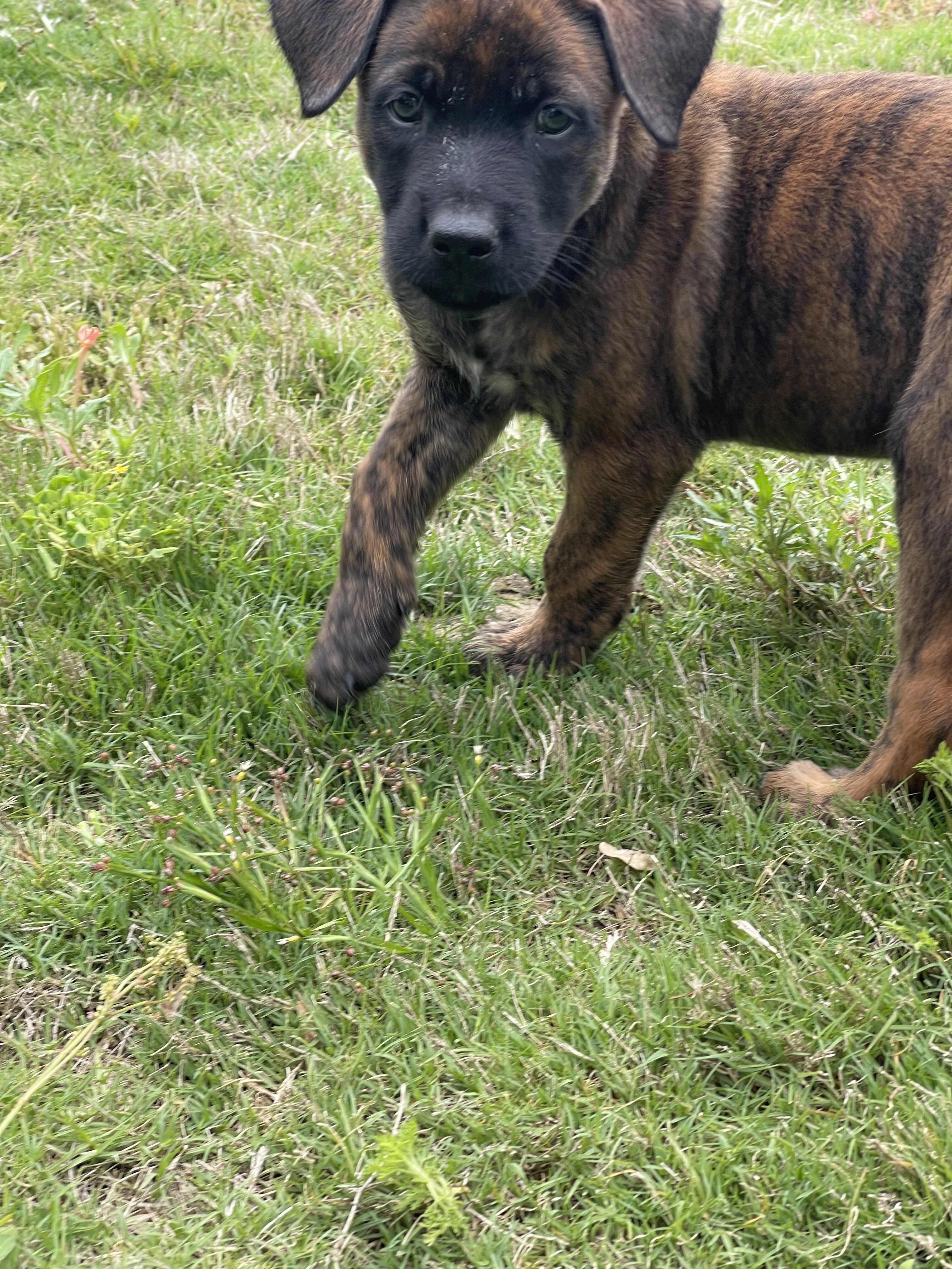 Aang from the Ranger x Mila litter during puppy evaluation and development.
