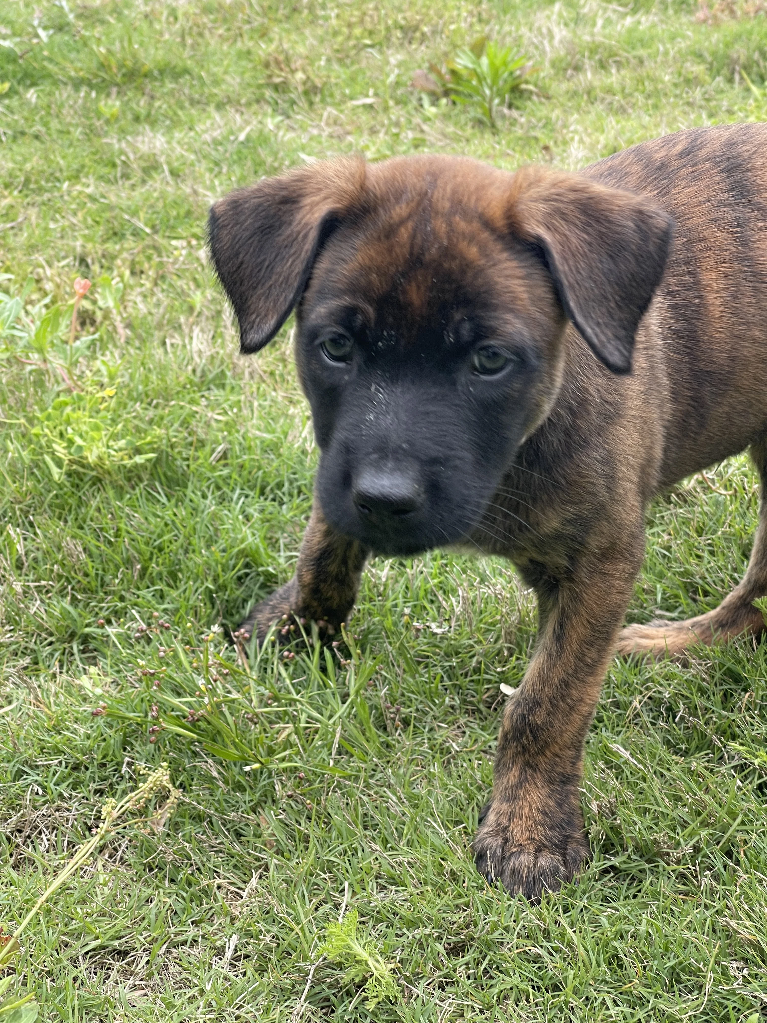 Aang from the Ranger x Mila litter during puppy evaluation and development.