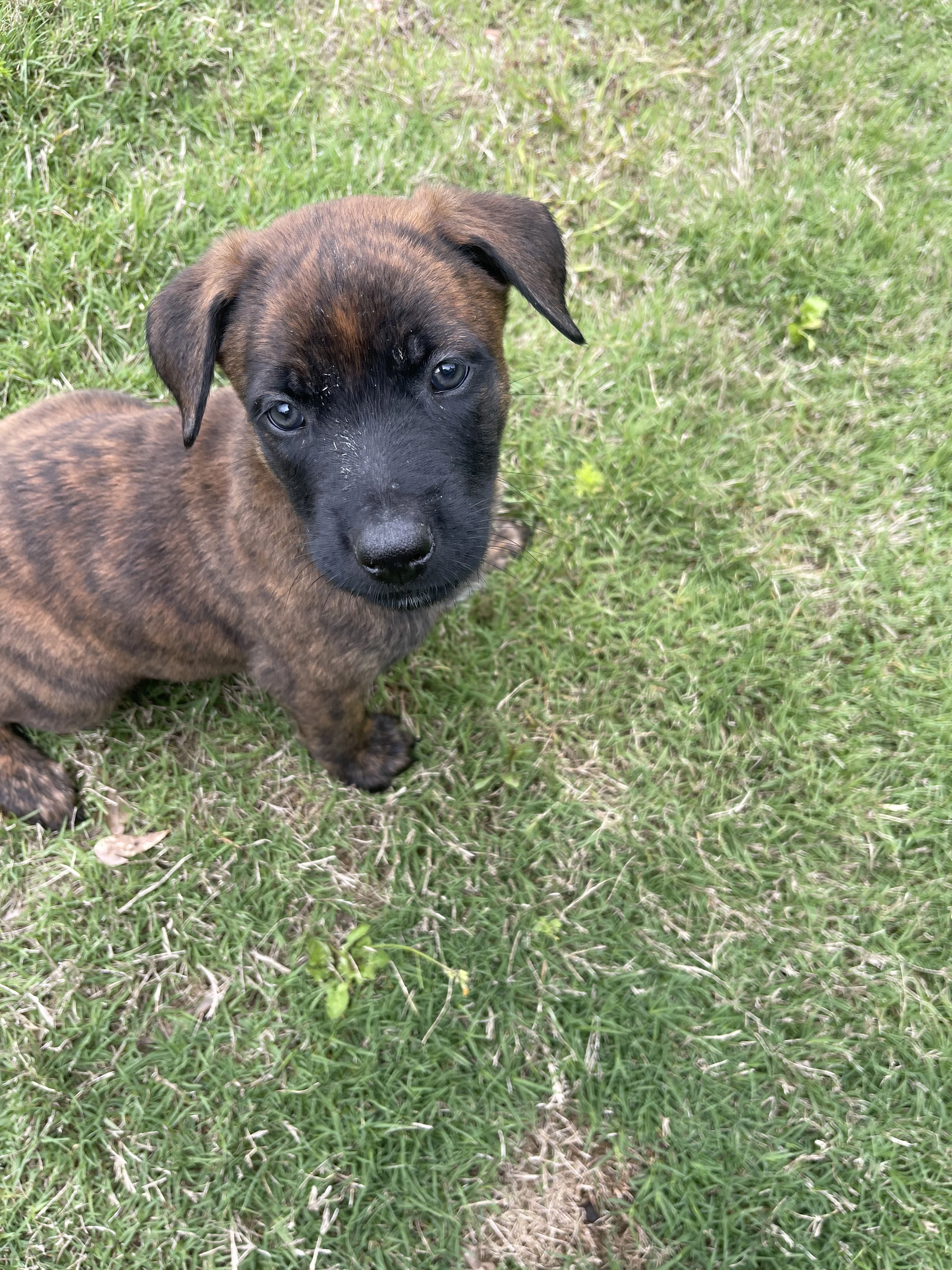 Aang from the Ranger x Mila litter during puppy evaluation and development.