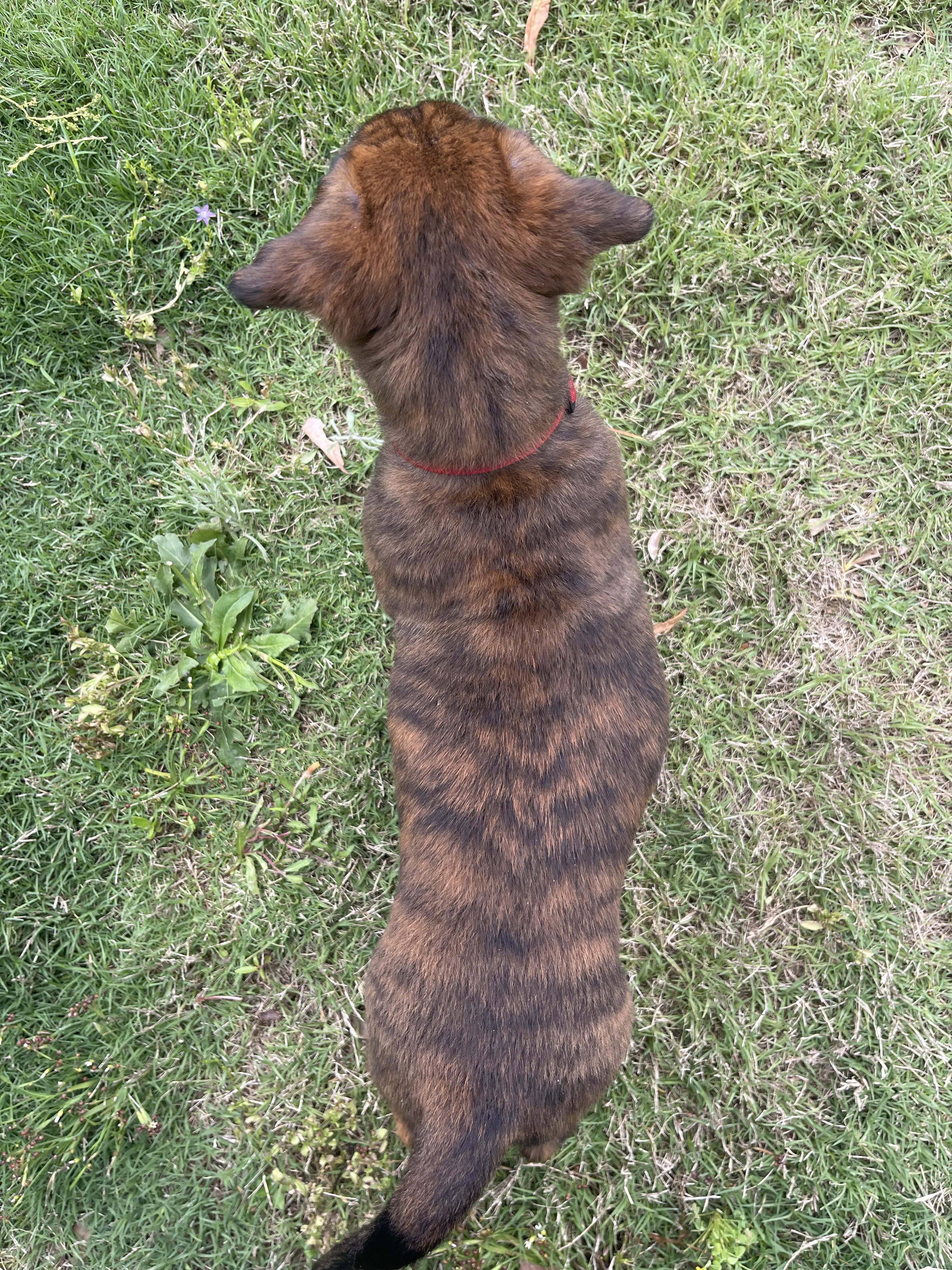 Aang from the Ranger x Mila litter during puppy evaluation and development.