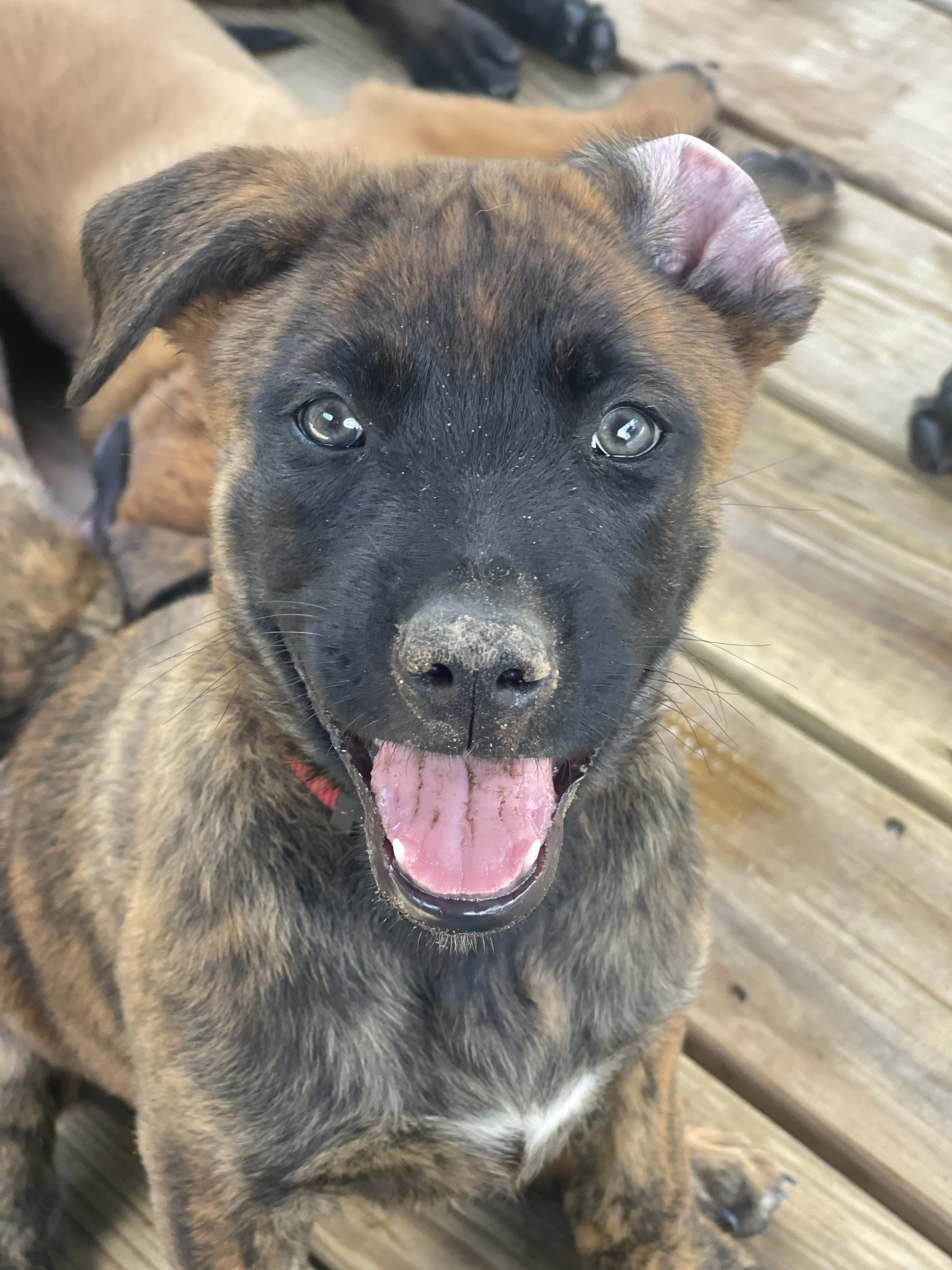 Aang from the Ranger x Mila litter during puppy evaluation and development.