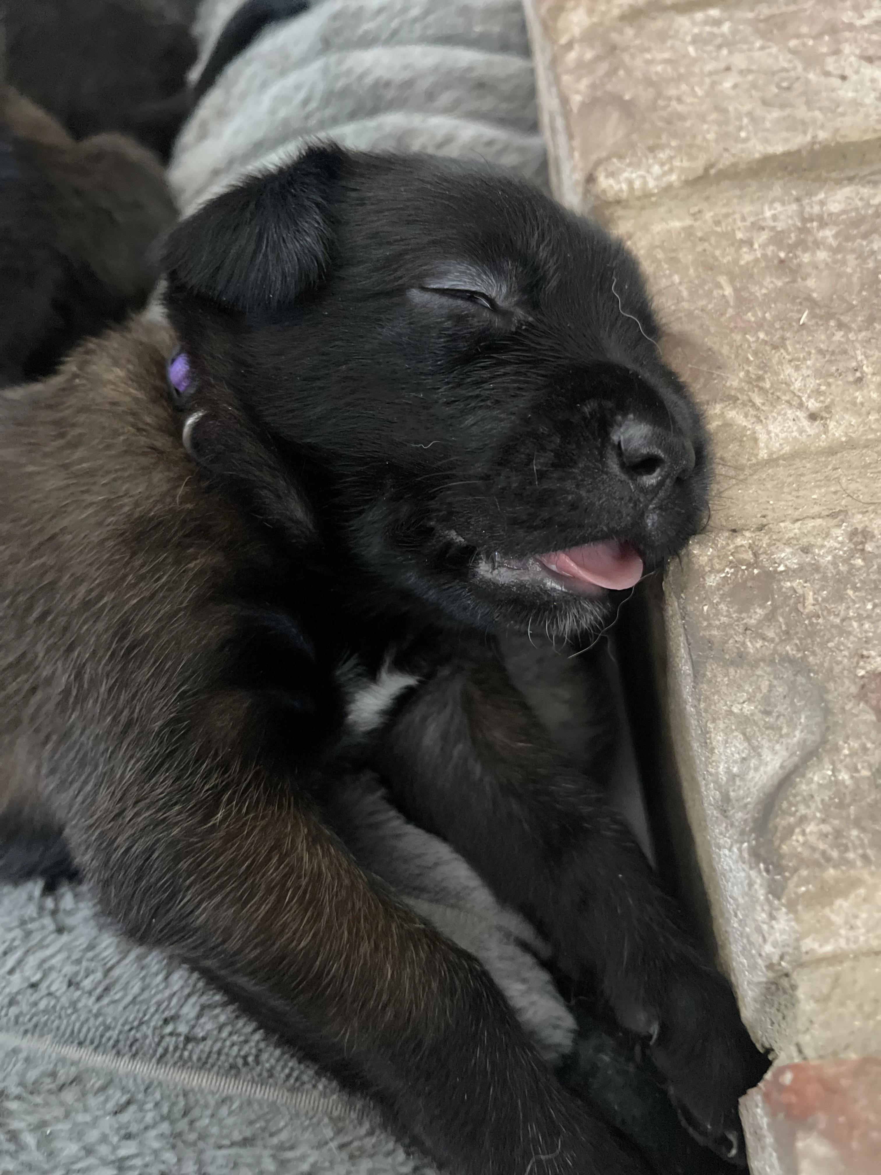 Azula from the Ranger x Mila litter during puppy evaluation and development.
