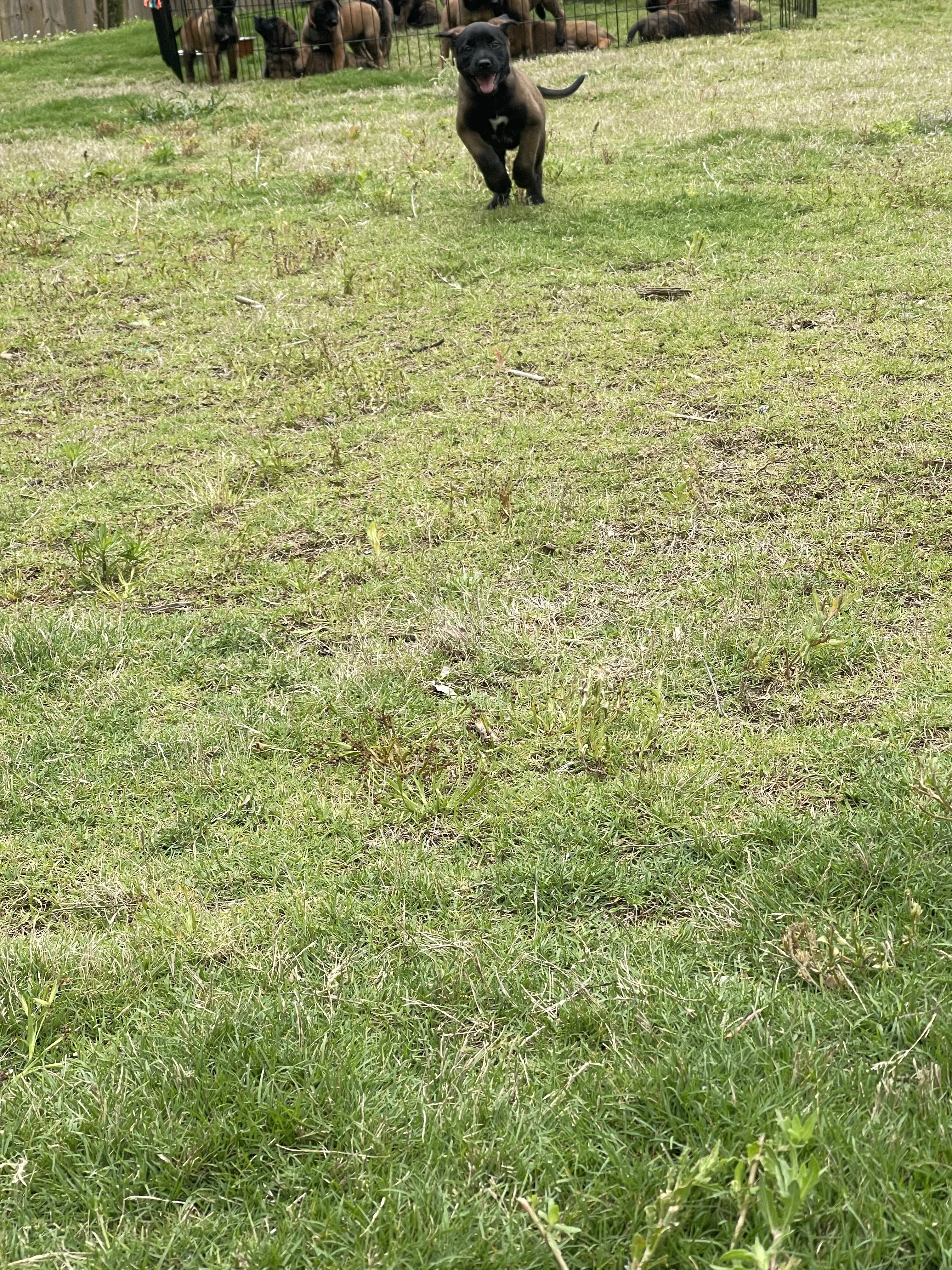 Azula from the Ranger x Mila litter during puppy evaluation and development.