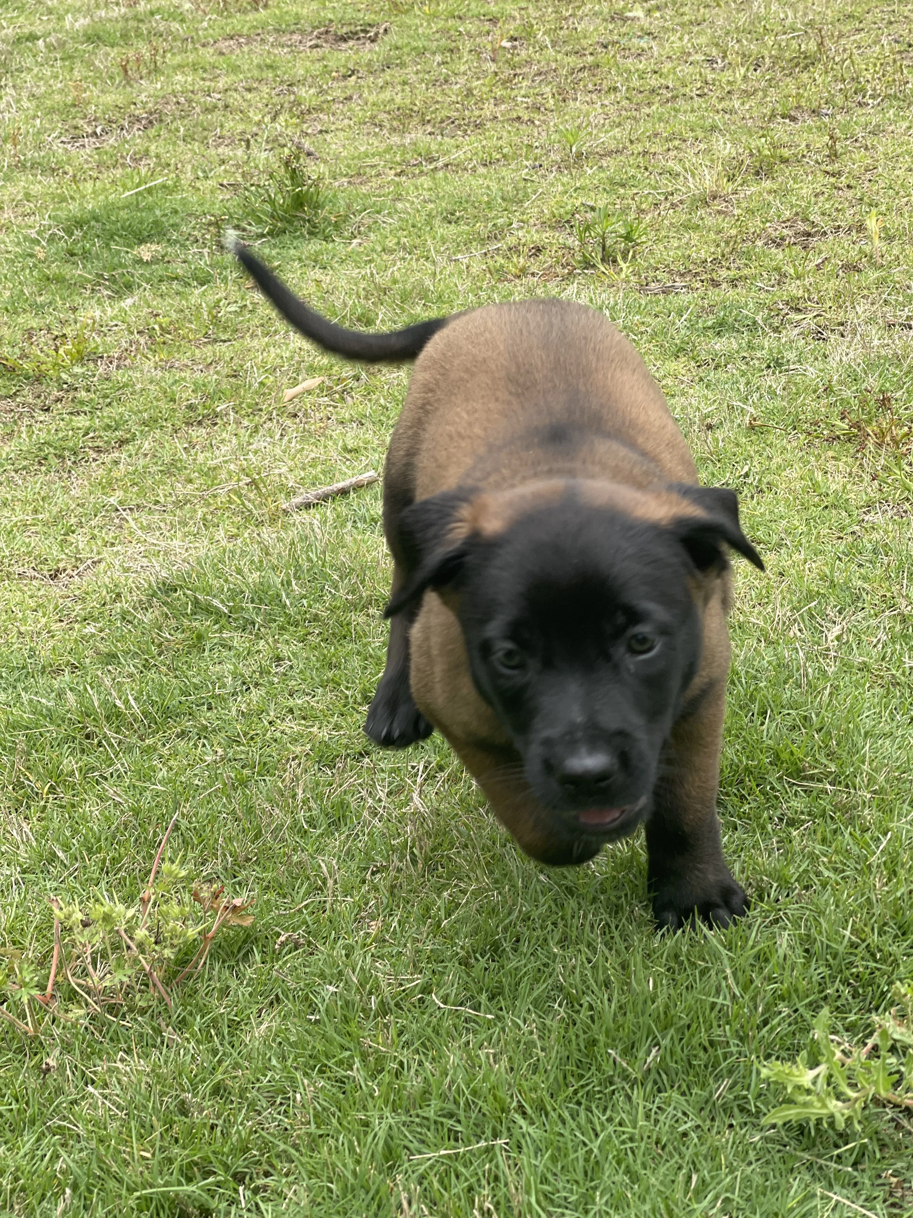 Azula from the Ranger x Mila litter during puppy evaluation and development.