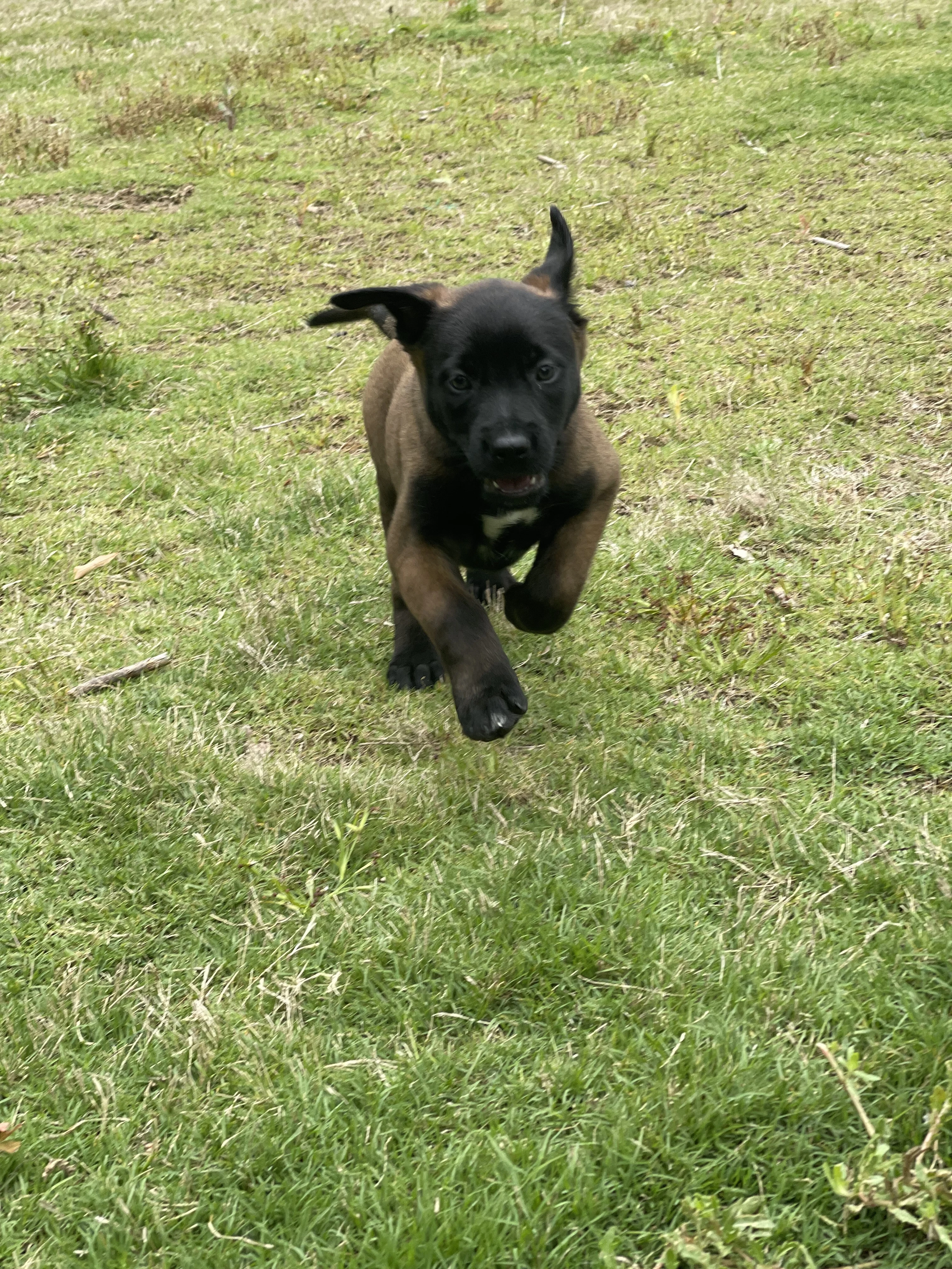 Azula from the Ranger x Mila litter during puppy evaluation and development.