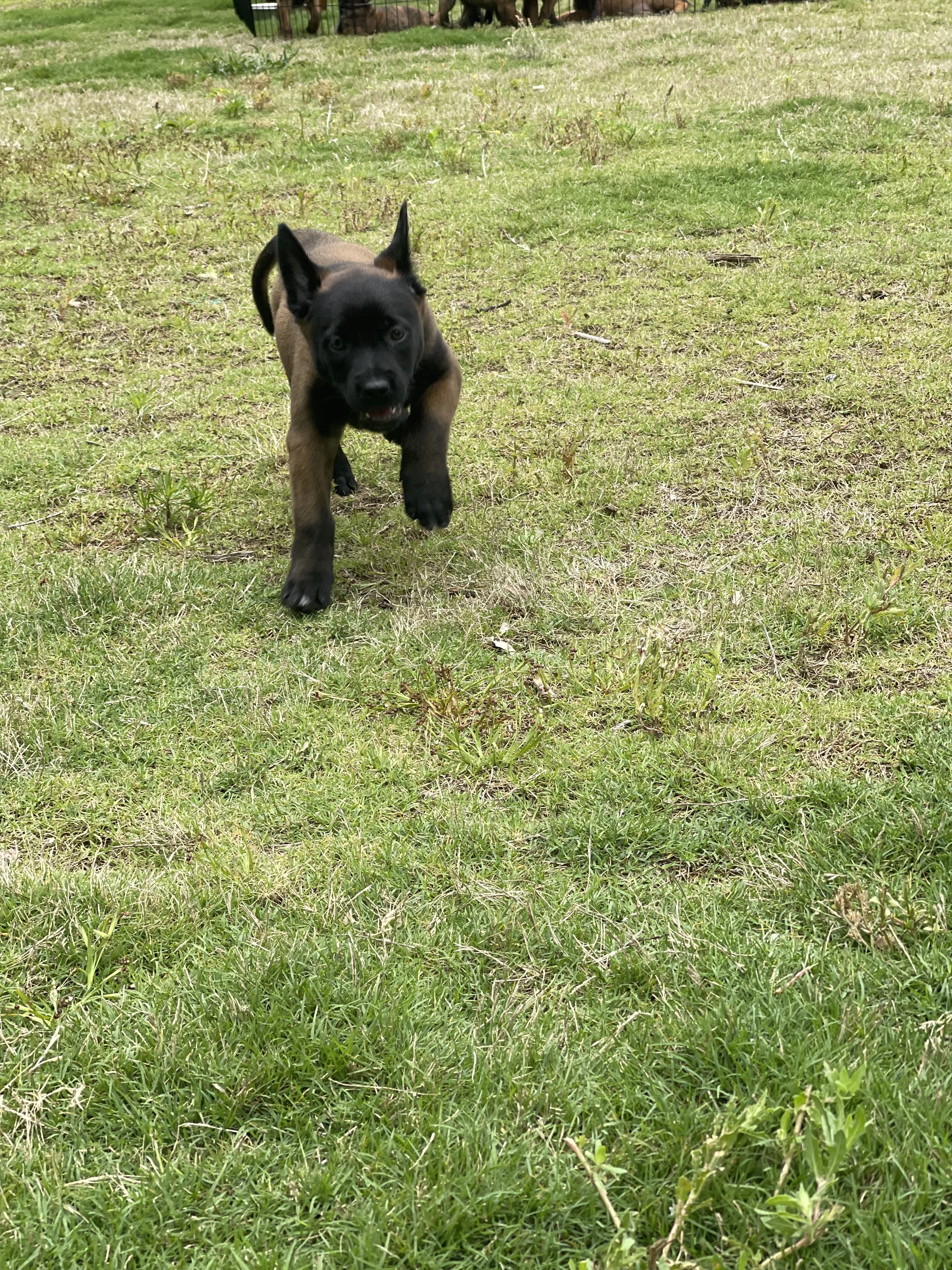 Azula from the Ranger x Mila litter during puppy evaluation and development.