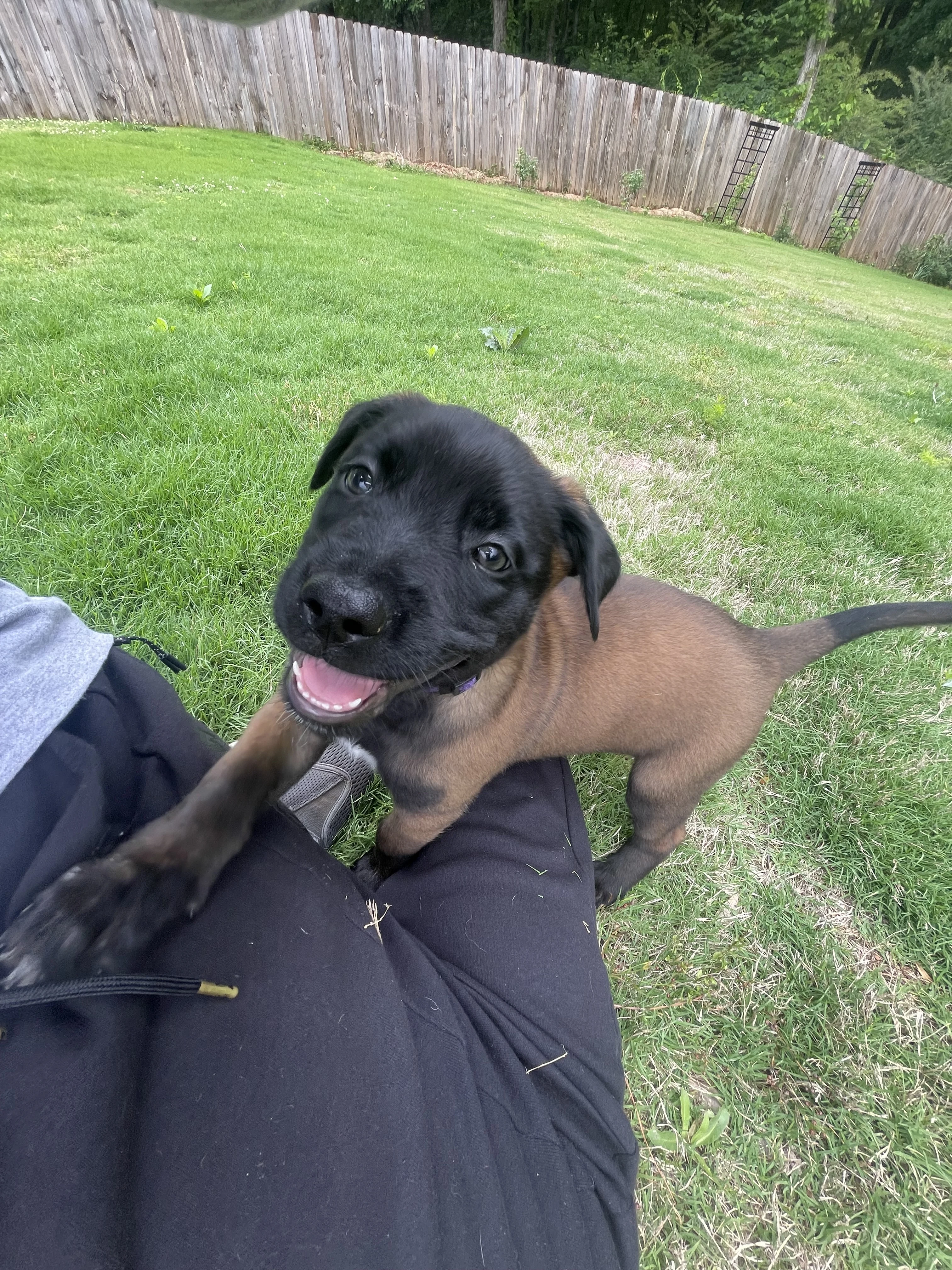 Azula from the Ranger x Mila litter during puppy evaluation and development.
