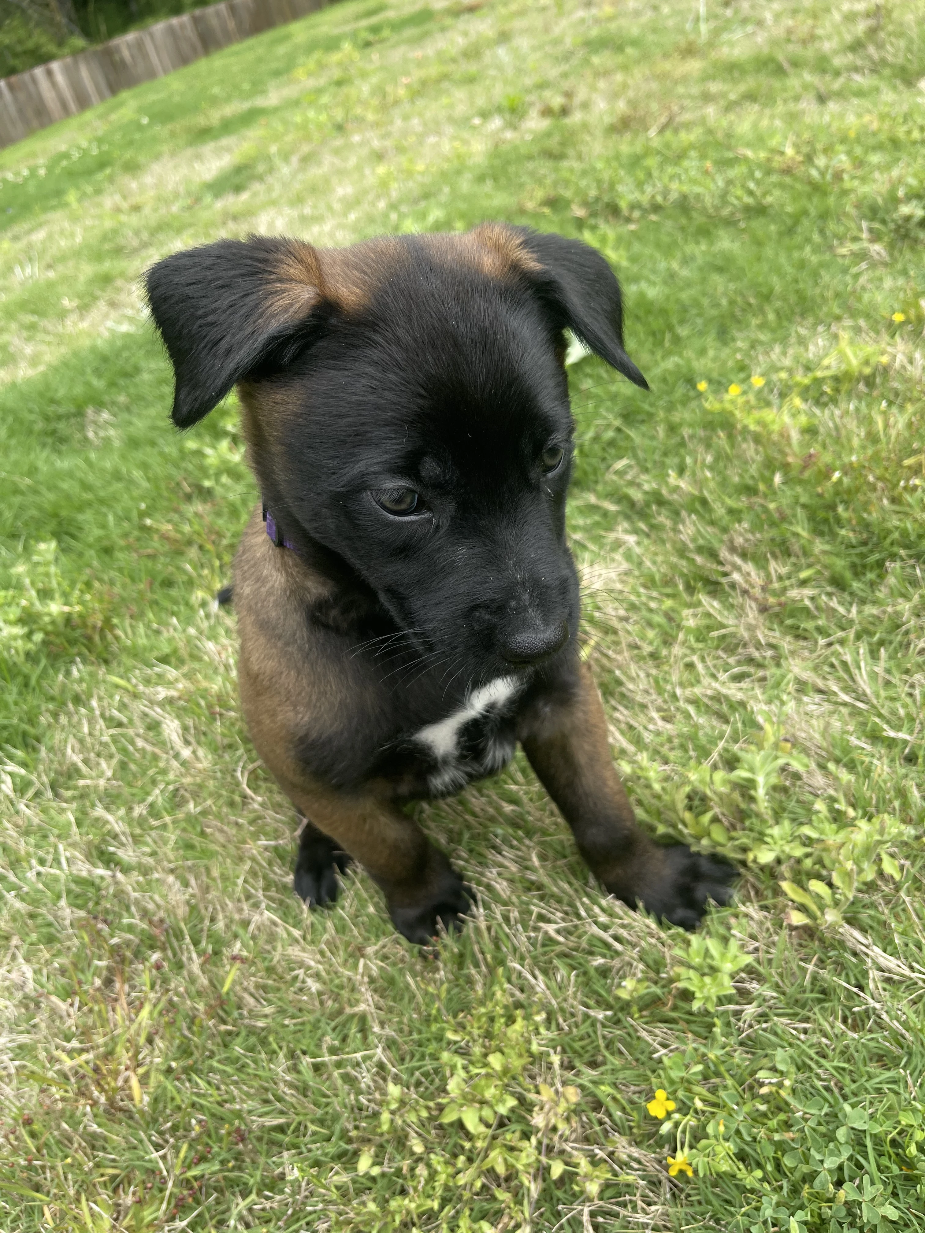 Azula from the Ranger x Mila litter during puppy evaluation and development.