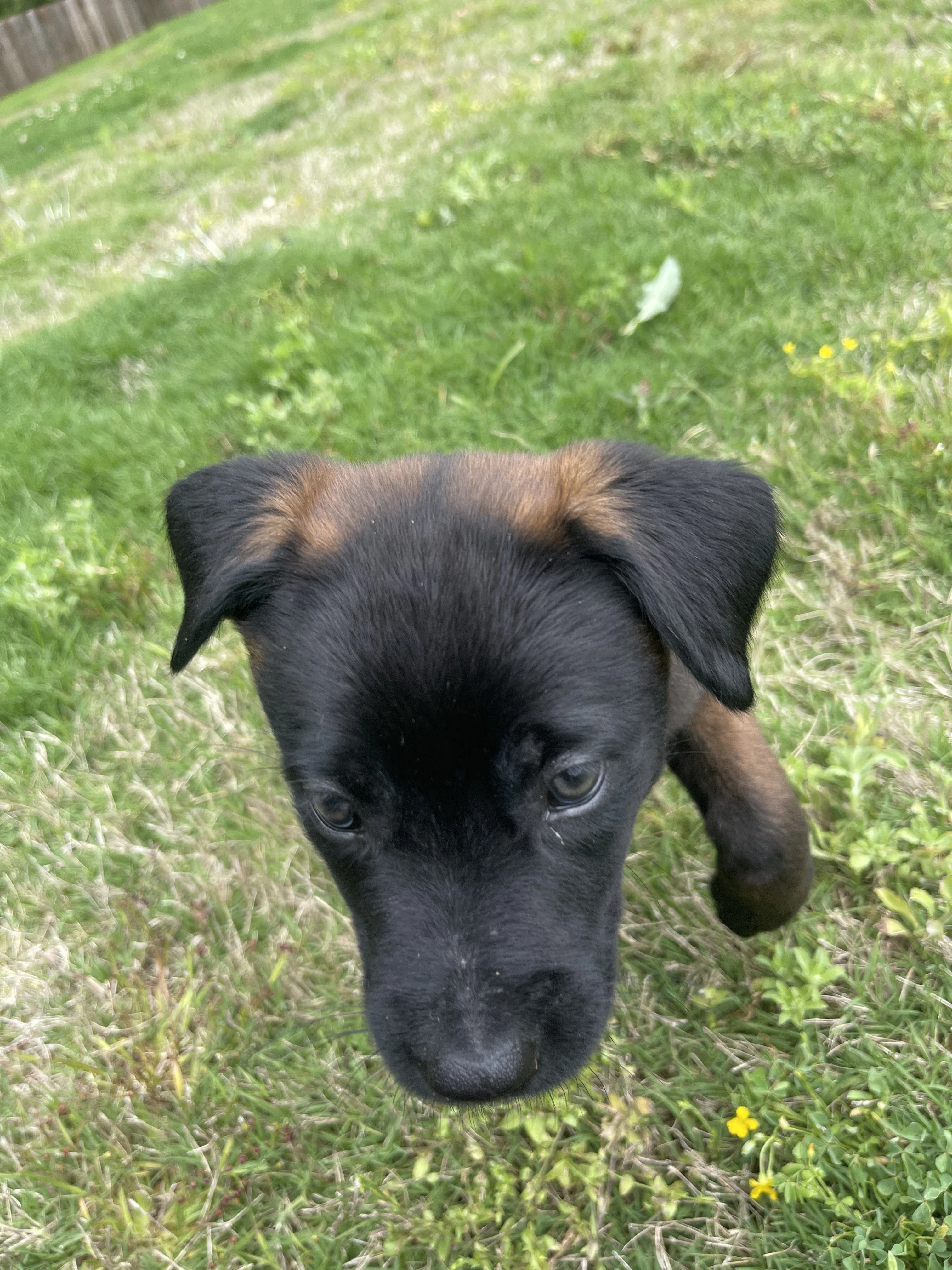 Azula from the Ranger x Mila litter during puppy evaluation and development.