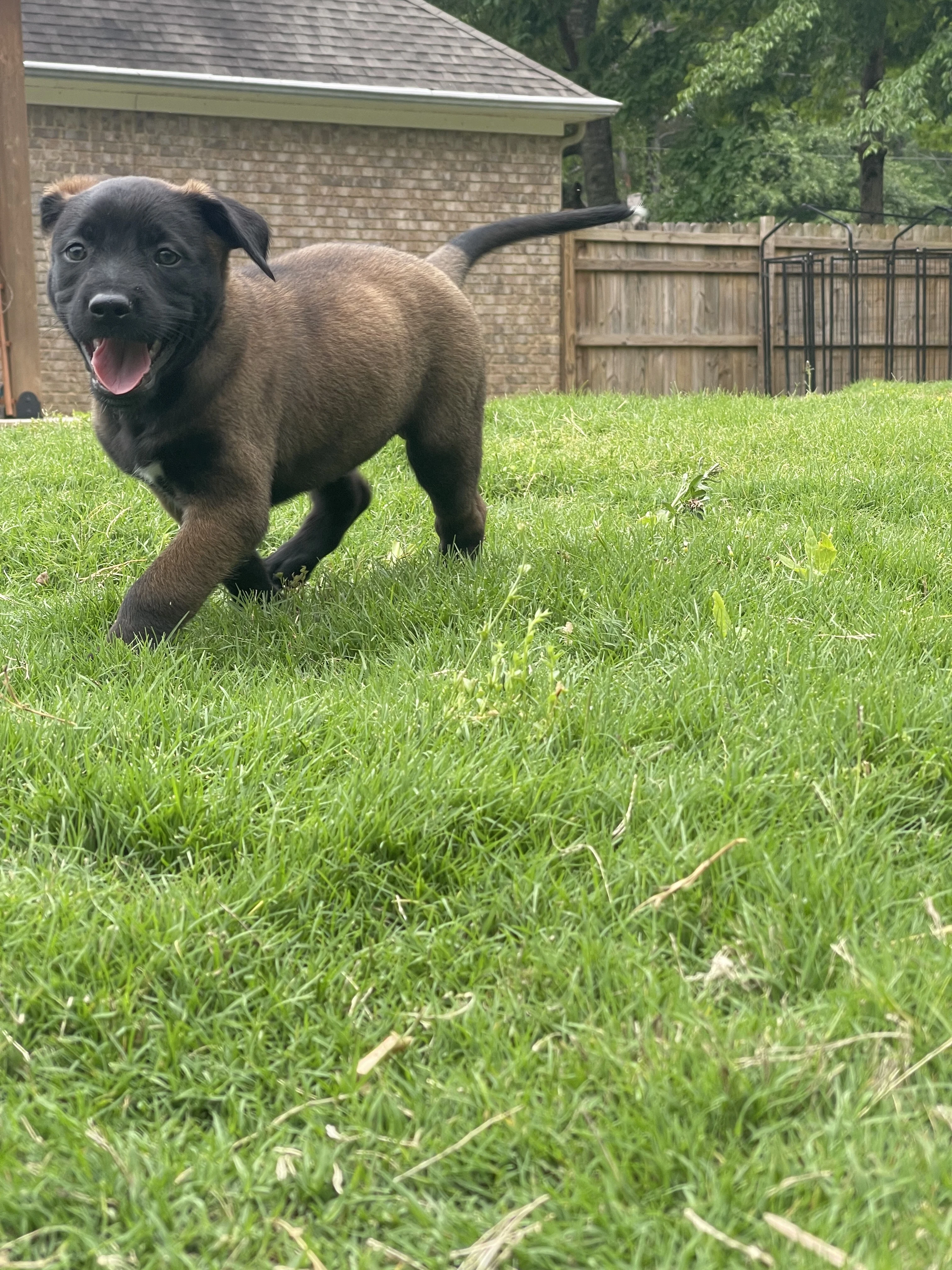 Azula from the Ranger x Mila litter during puppy evaluation and development.