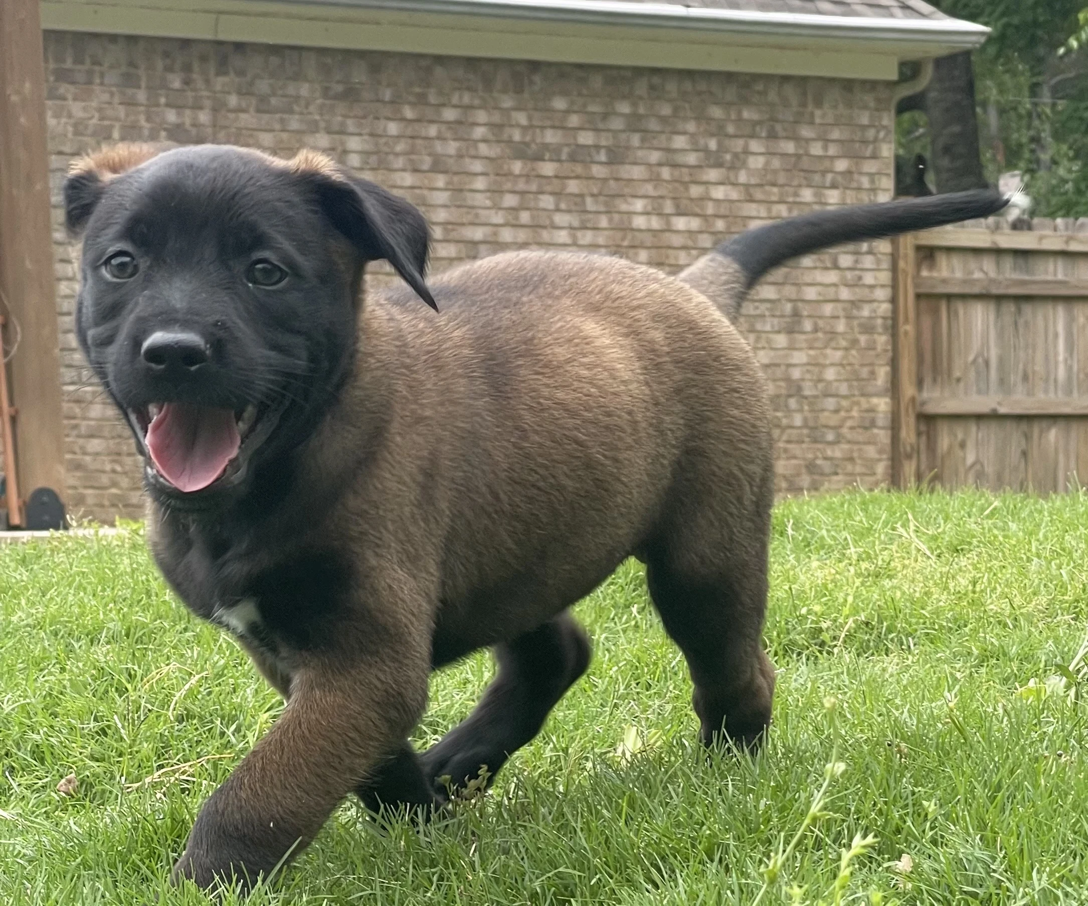 Azula from the Ranger x Mila litter during puppy evaluation and development.