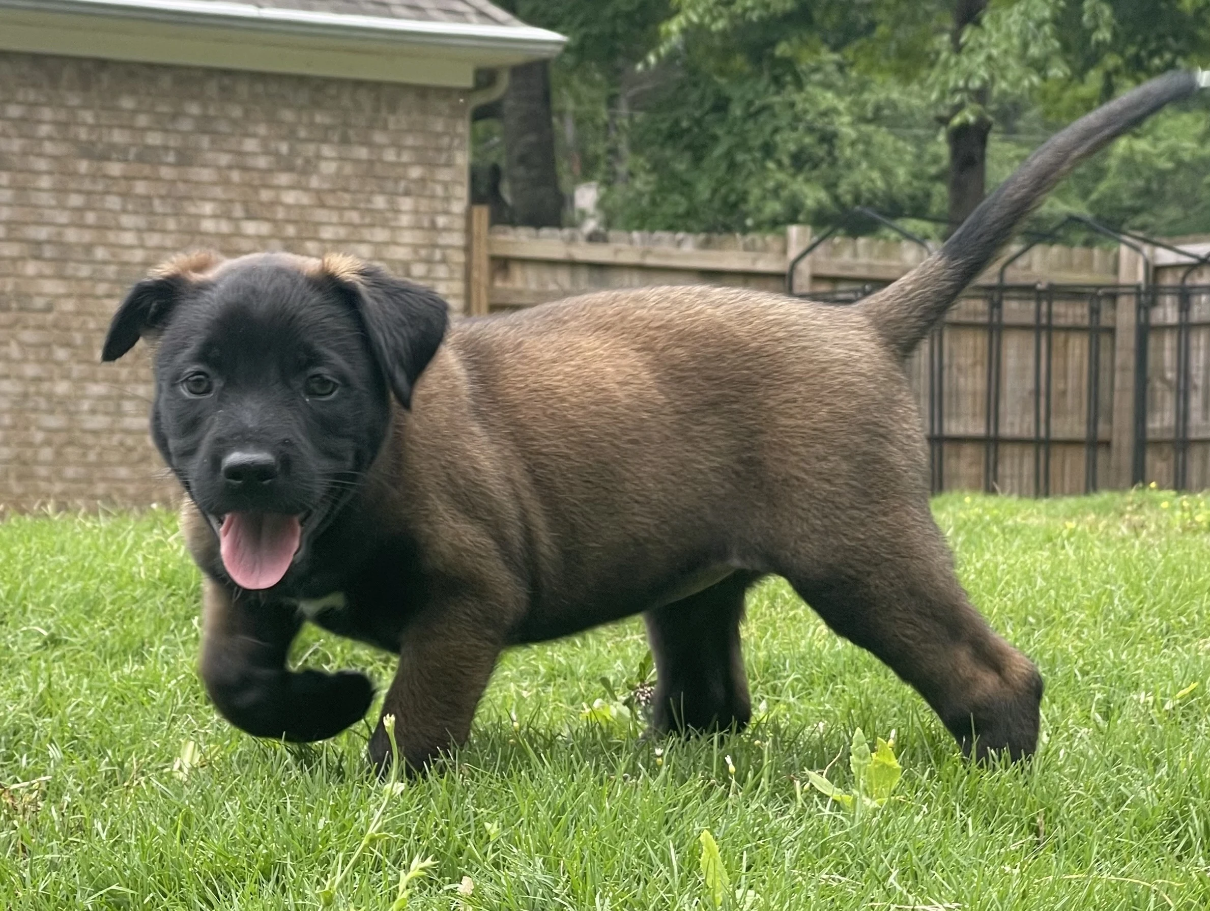 Azula from the Ranger x Mila litter during puppy evaluation and development.