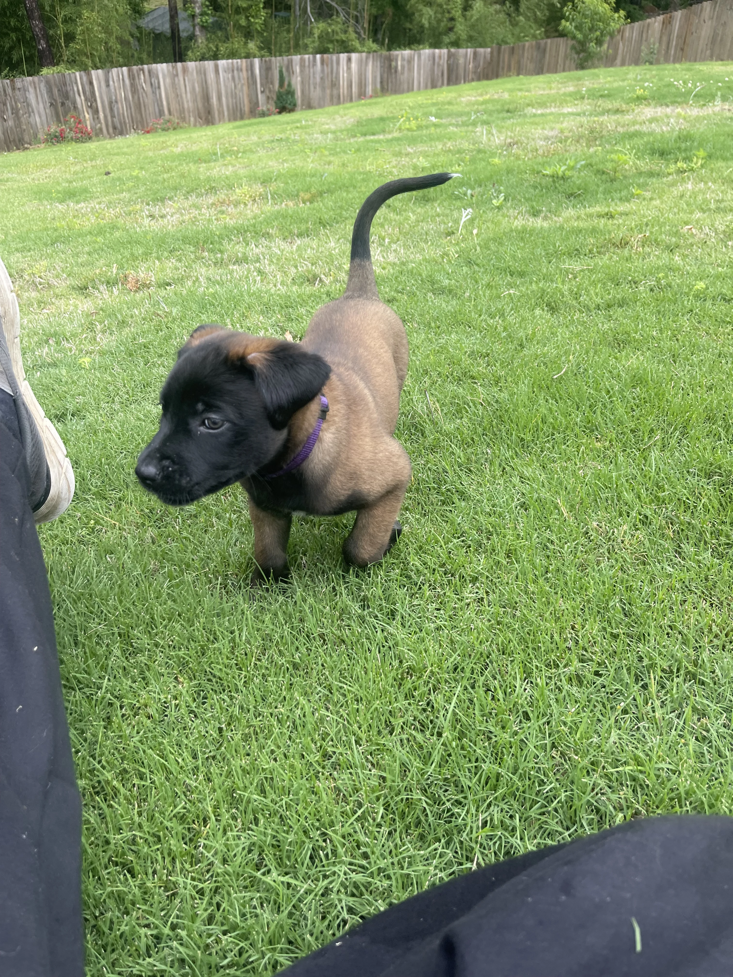 Azula from the Ranger x Mila litter during puppy evaluation and development.