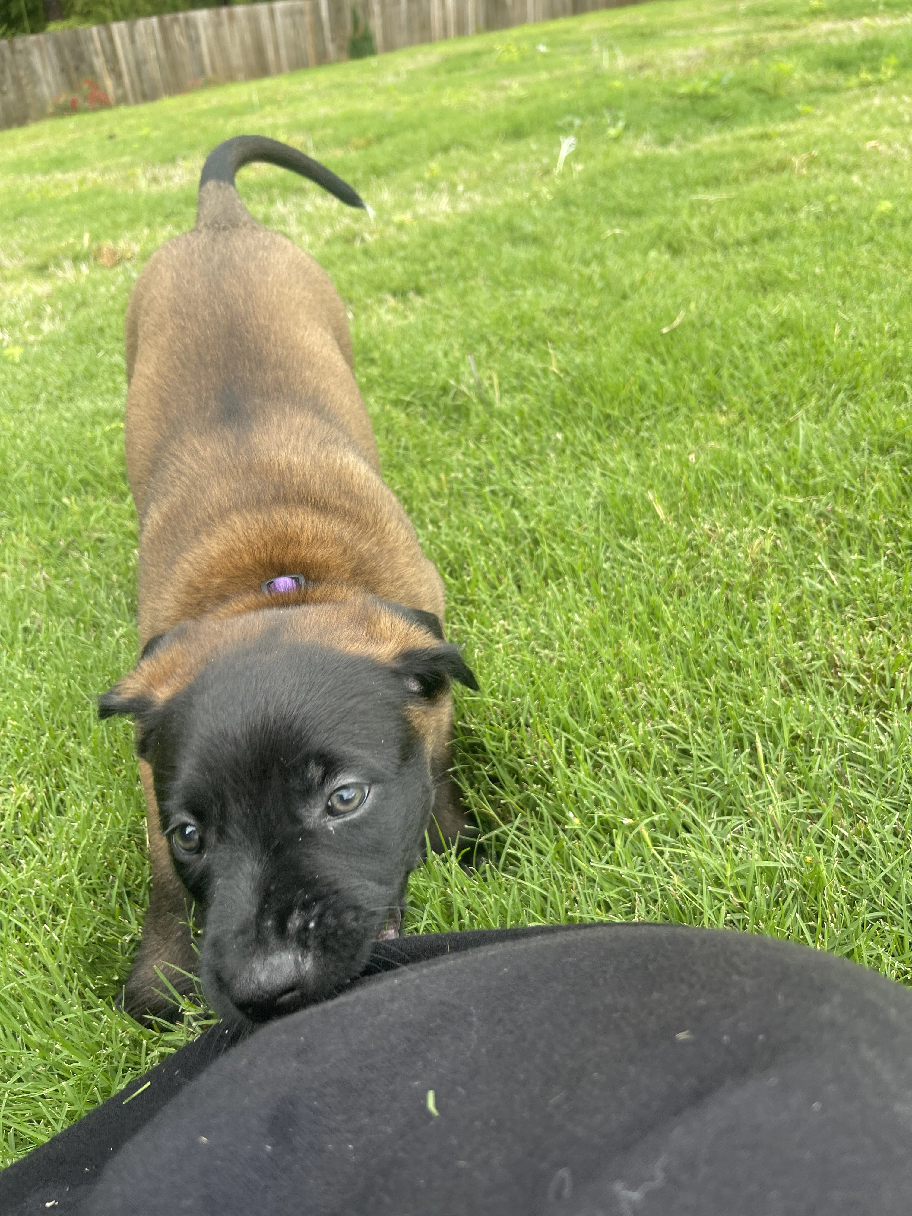 Azula from the Ranger x Mila litter during puppy evaluation and development.