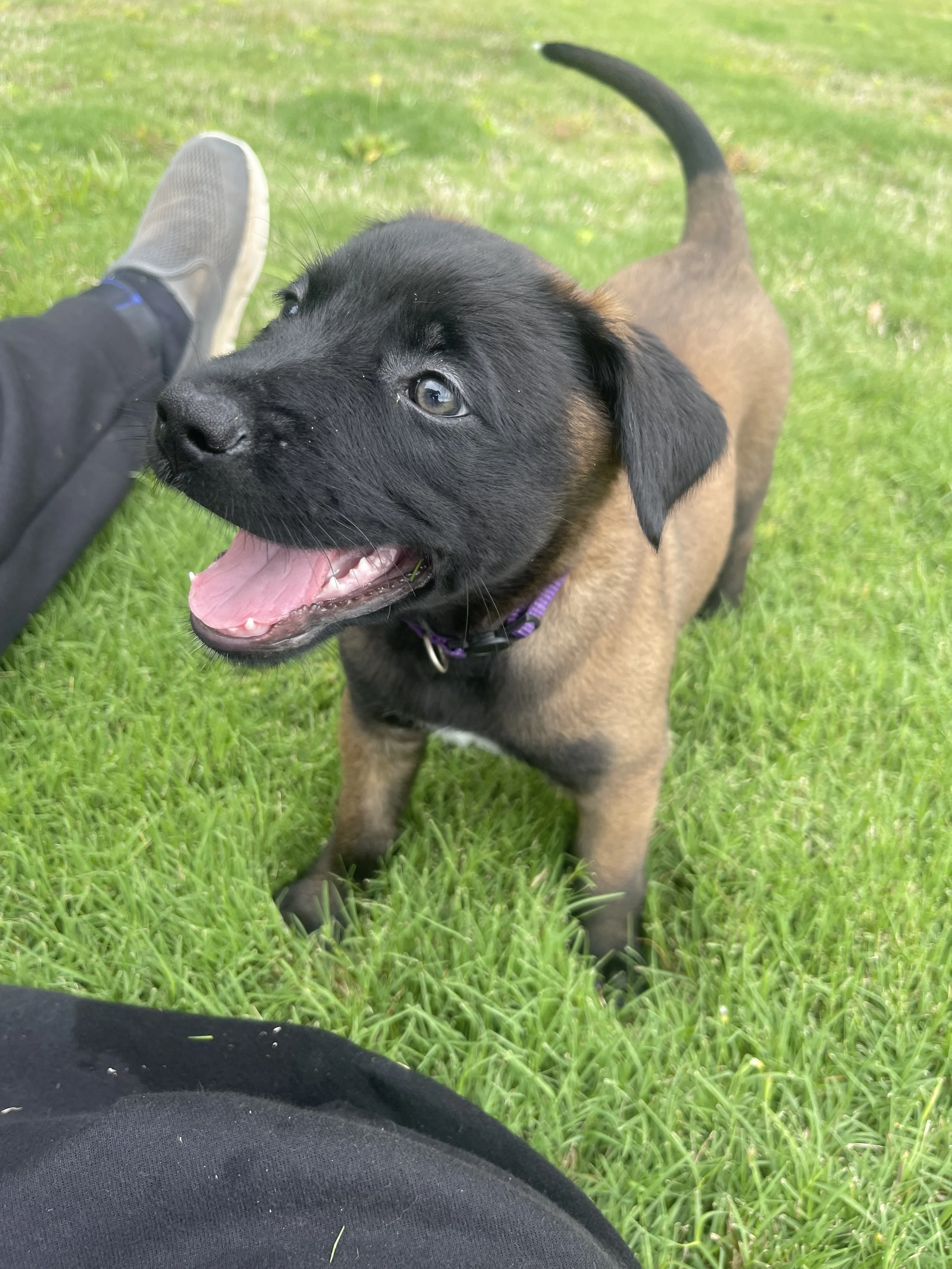 Azula from the Ranger x Mila litter during puppy evaluation and development.
