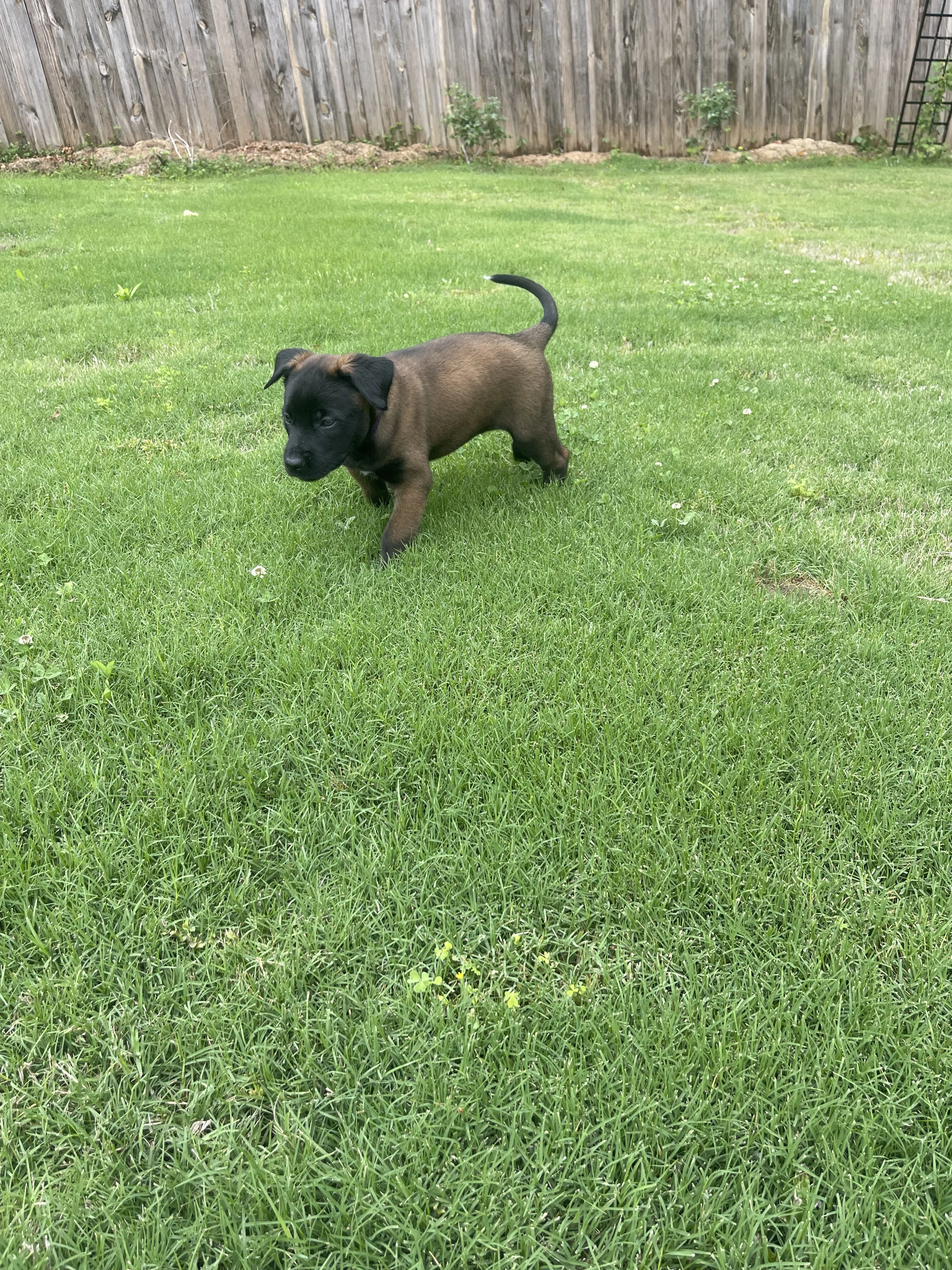 Azula from the Ranger x Mila litter during puppy evaluation and development.