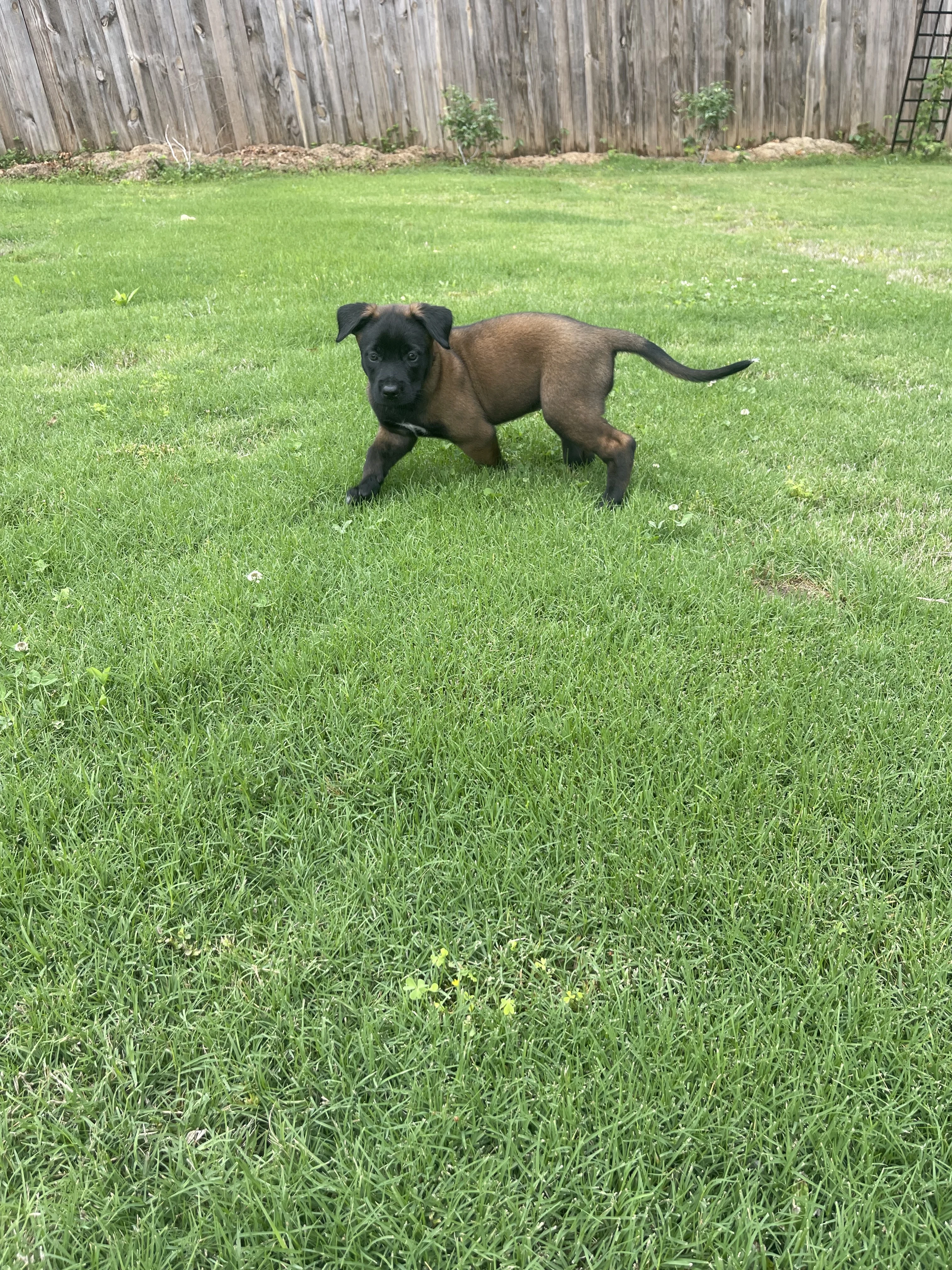 Azula from the Ranger x Mila litter during puppy evaluation and development.