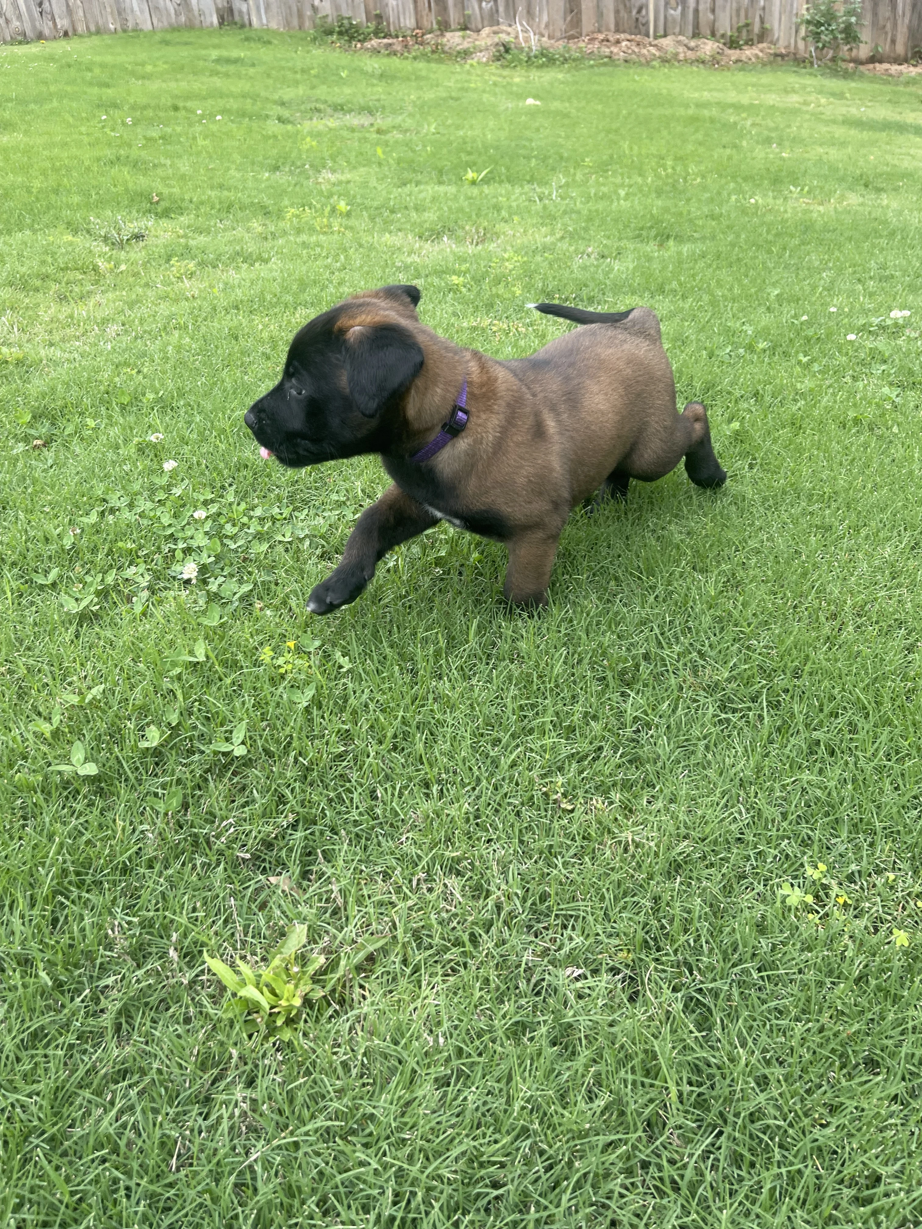 Azula from the Ranger x Mila litter during puppy evaluation and development.