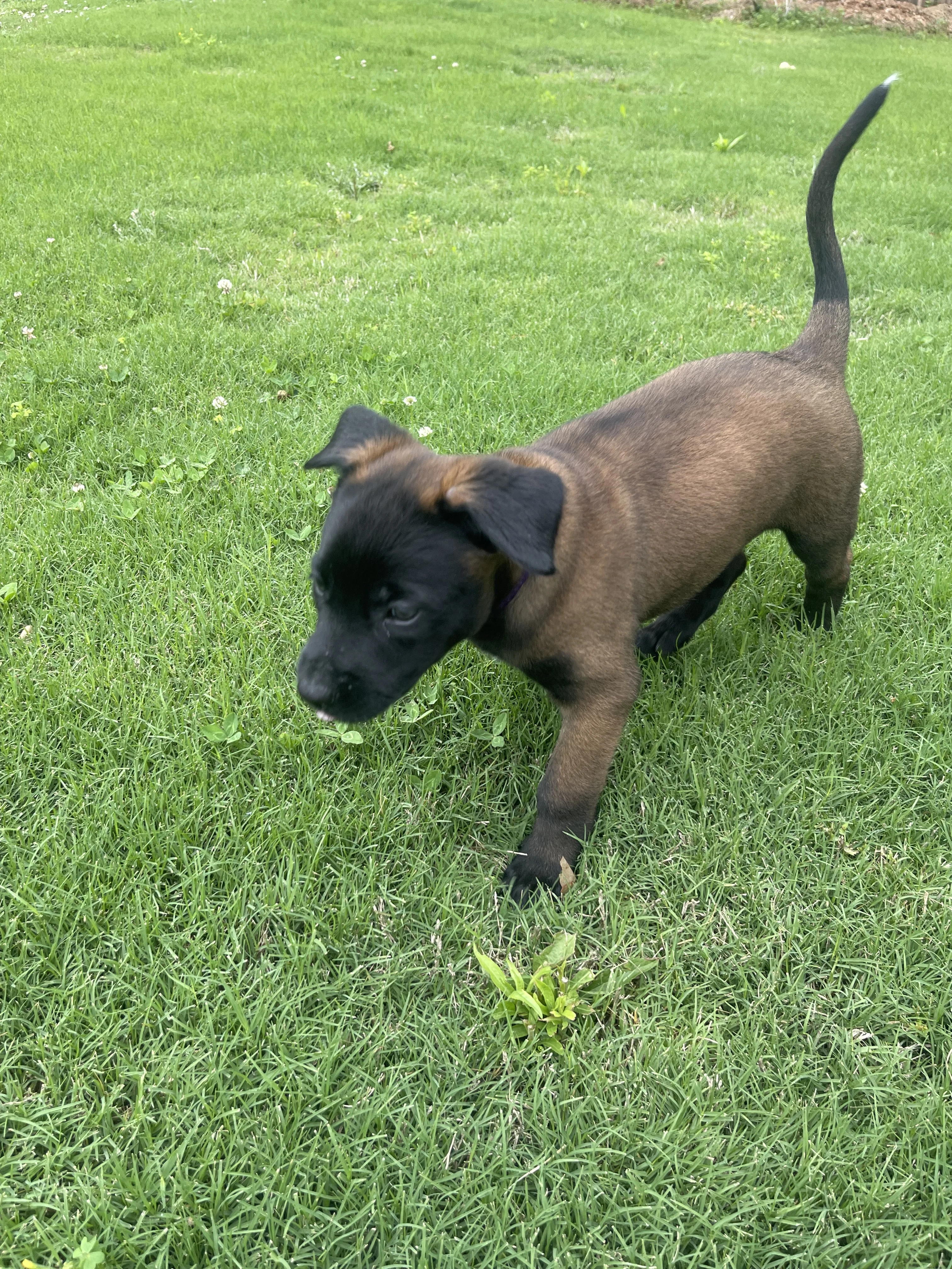 Azula from the Ranger x Mila litter during puppy evaluation and development.