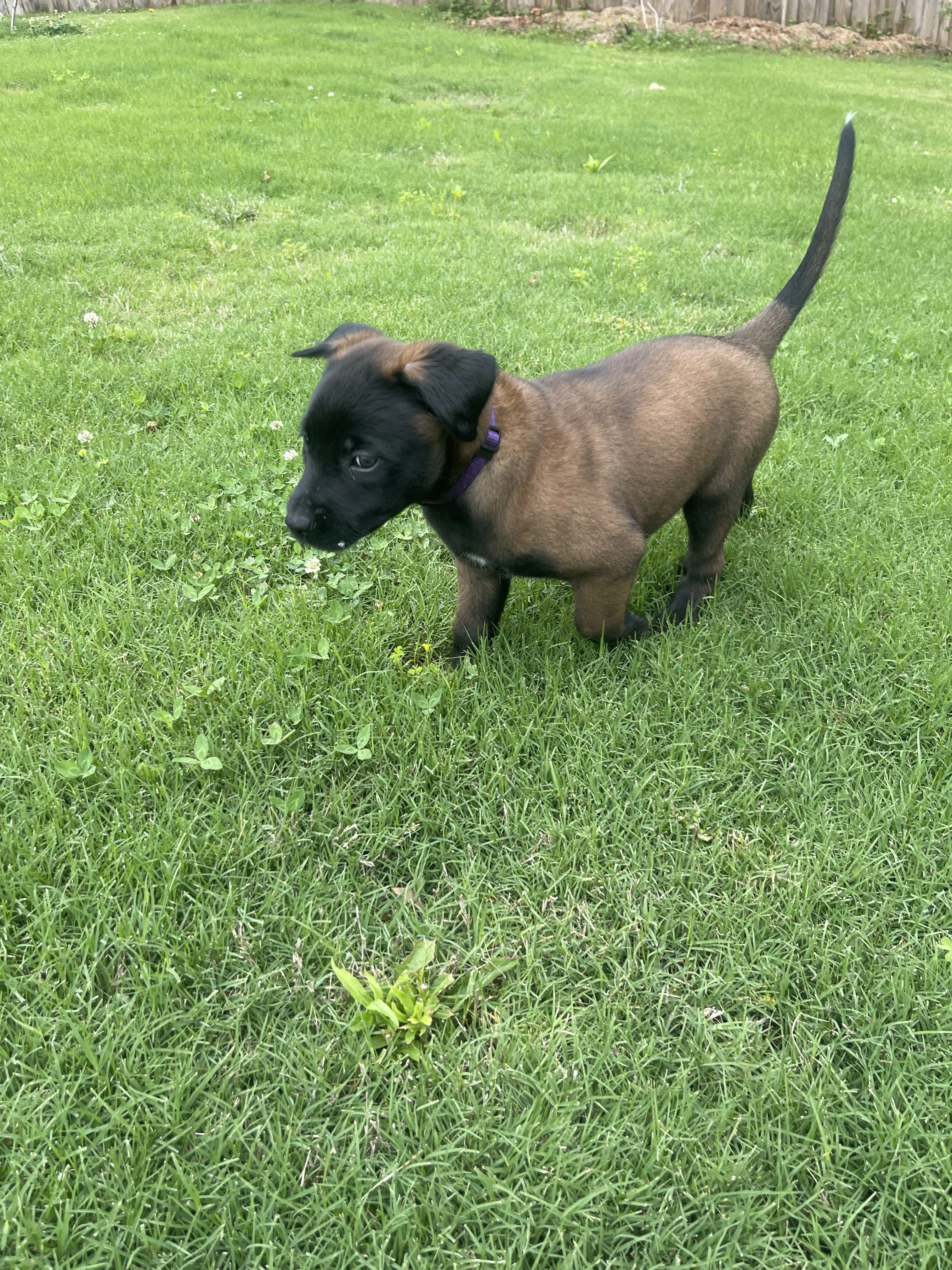 Azula from the Ranger x Mila litter during puppy evaluation and development.