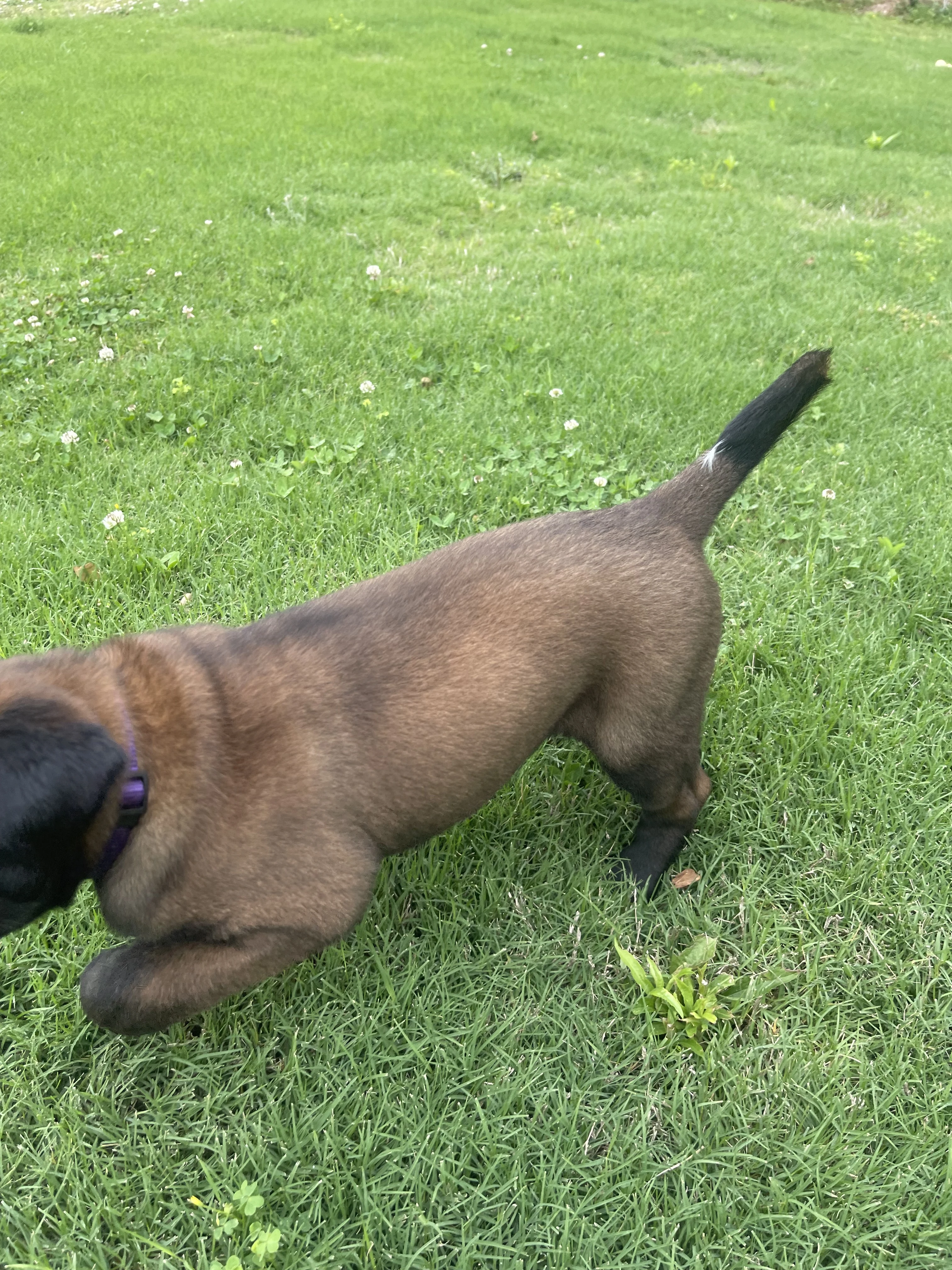 Azula from the Ranger x Mila litter during puppy evaluation and development.