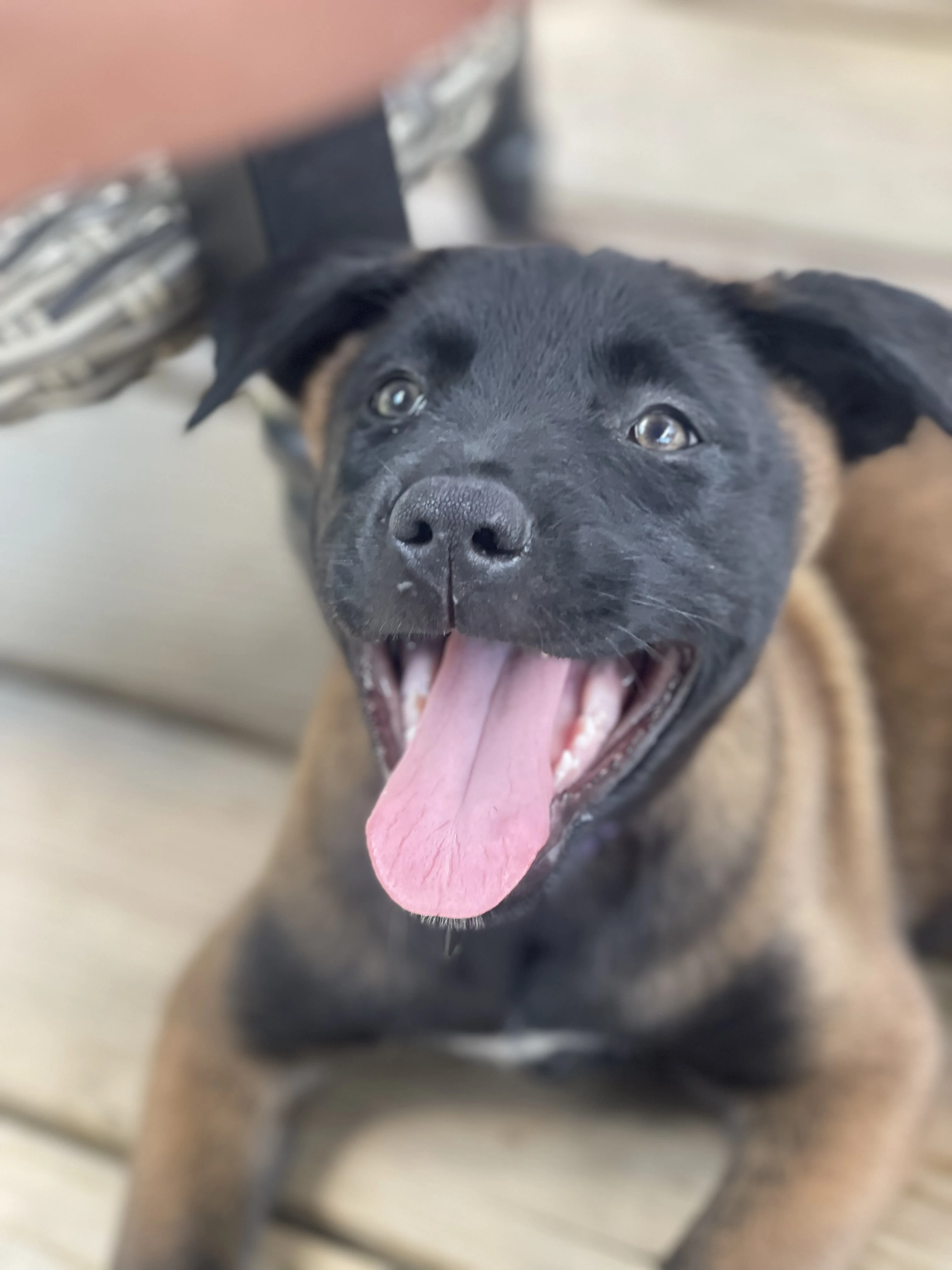 Azula from the Ranger x Mila litter during puppy evaluation and development.