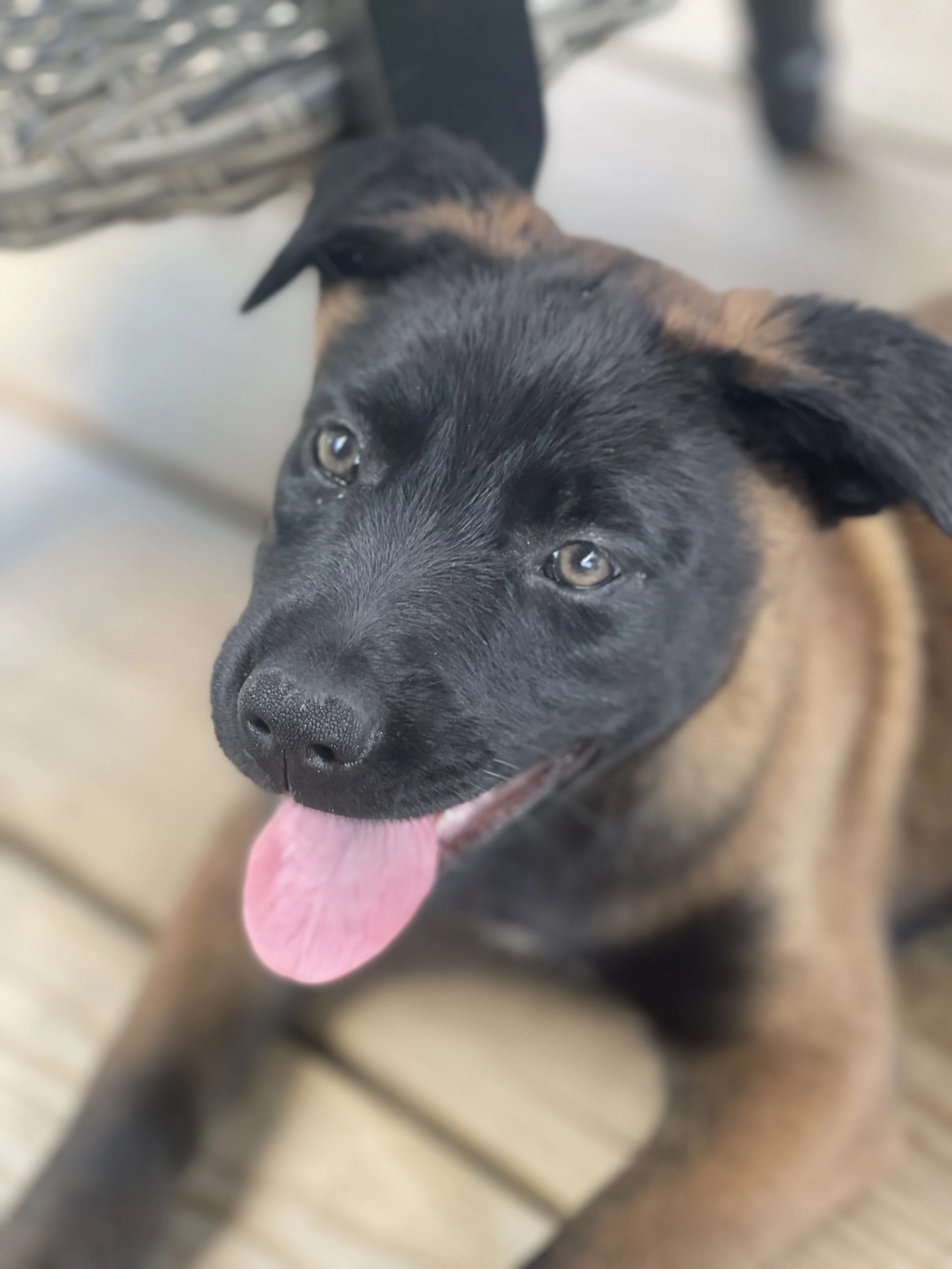 Azula from the Ranger x Mila litter during puppy evaluation and development.