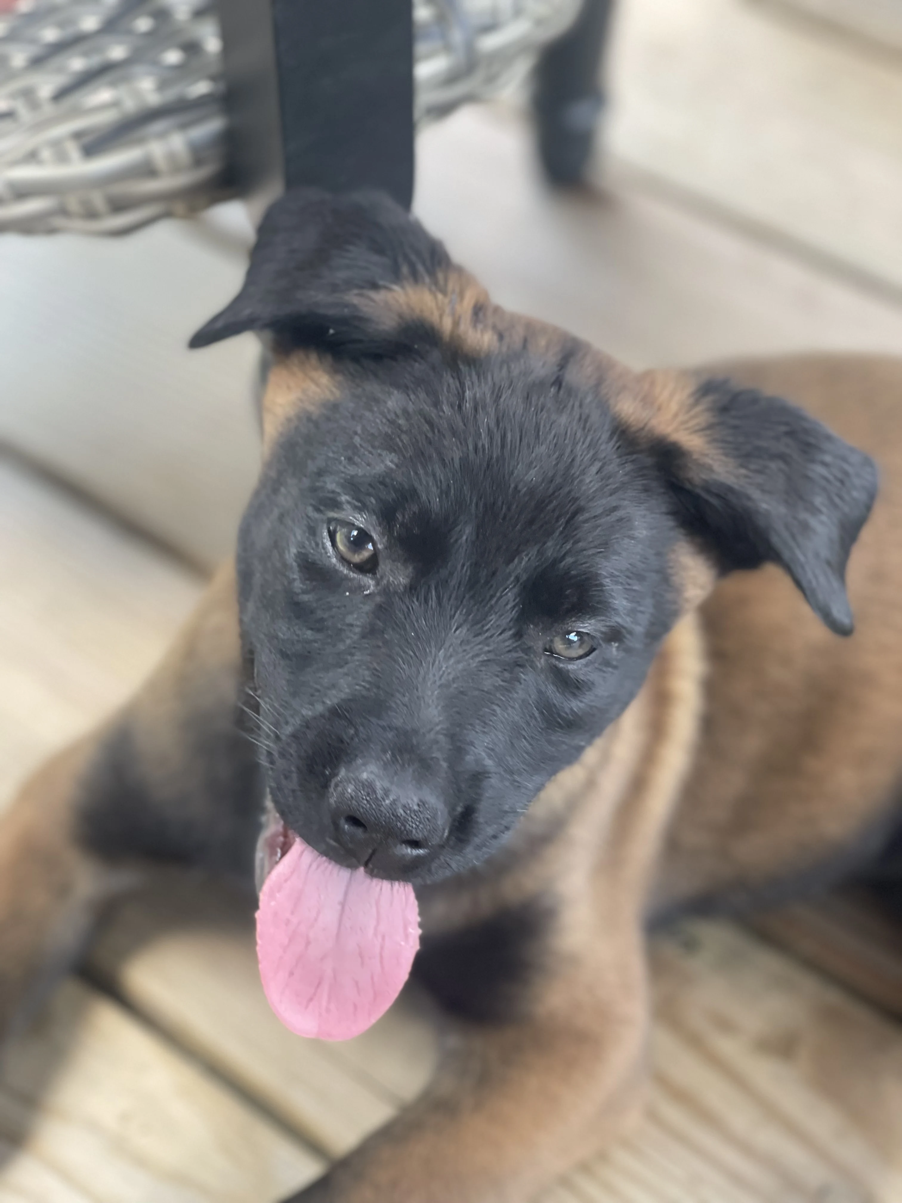 Azula from the Ranger x Mila litter during puppy evaluation and development.