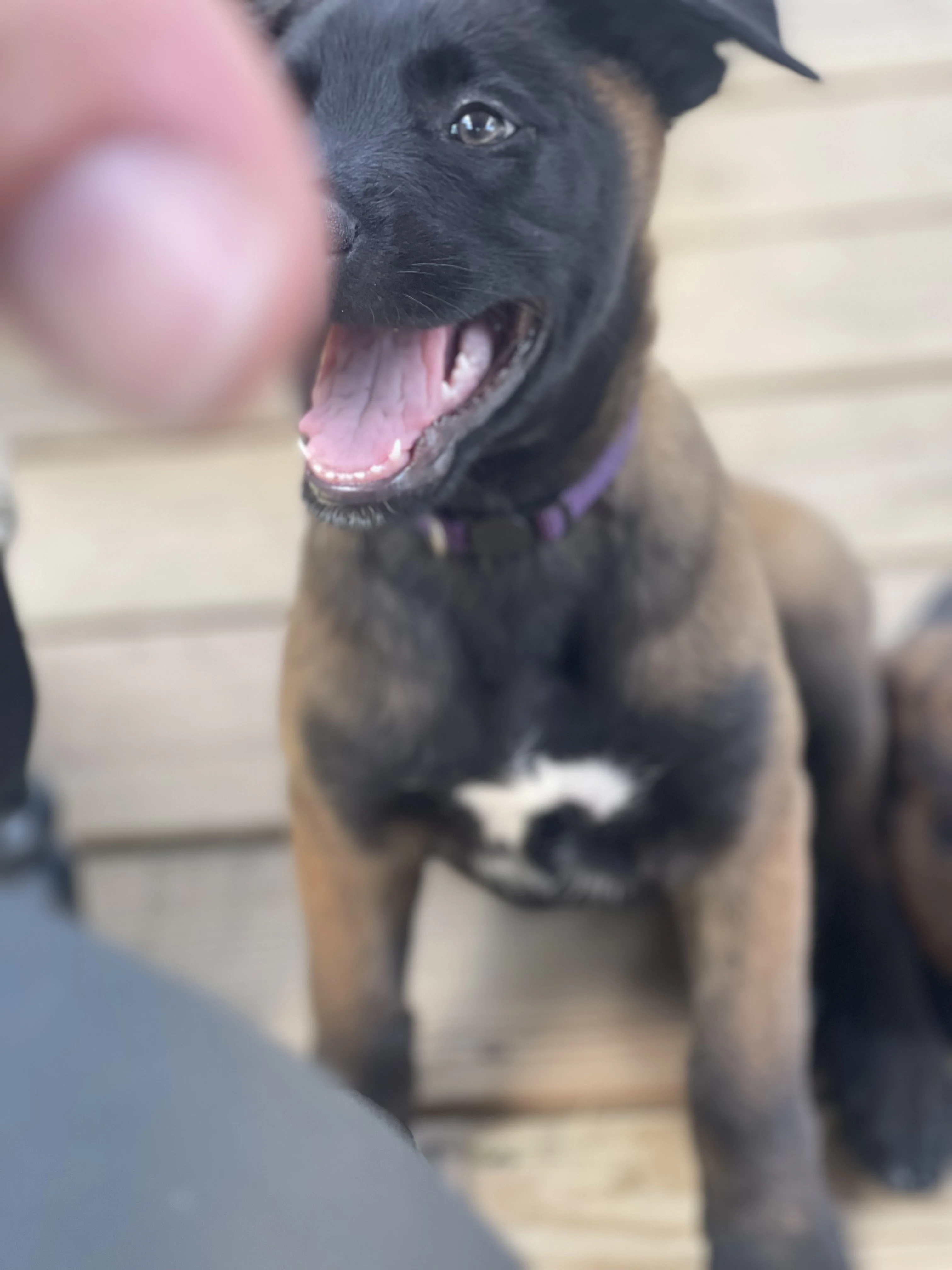 Azula from the Ranger x Mila litter during puppy evaluation and development.
