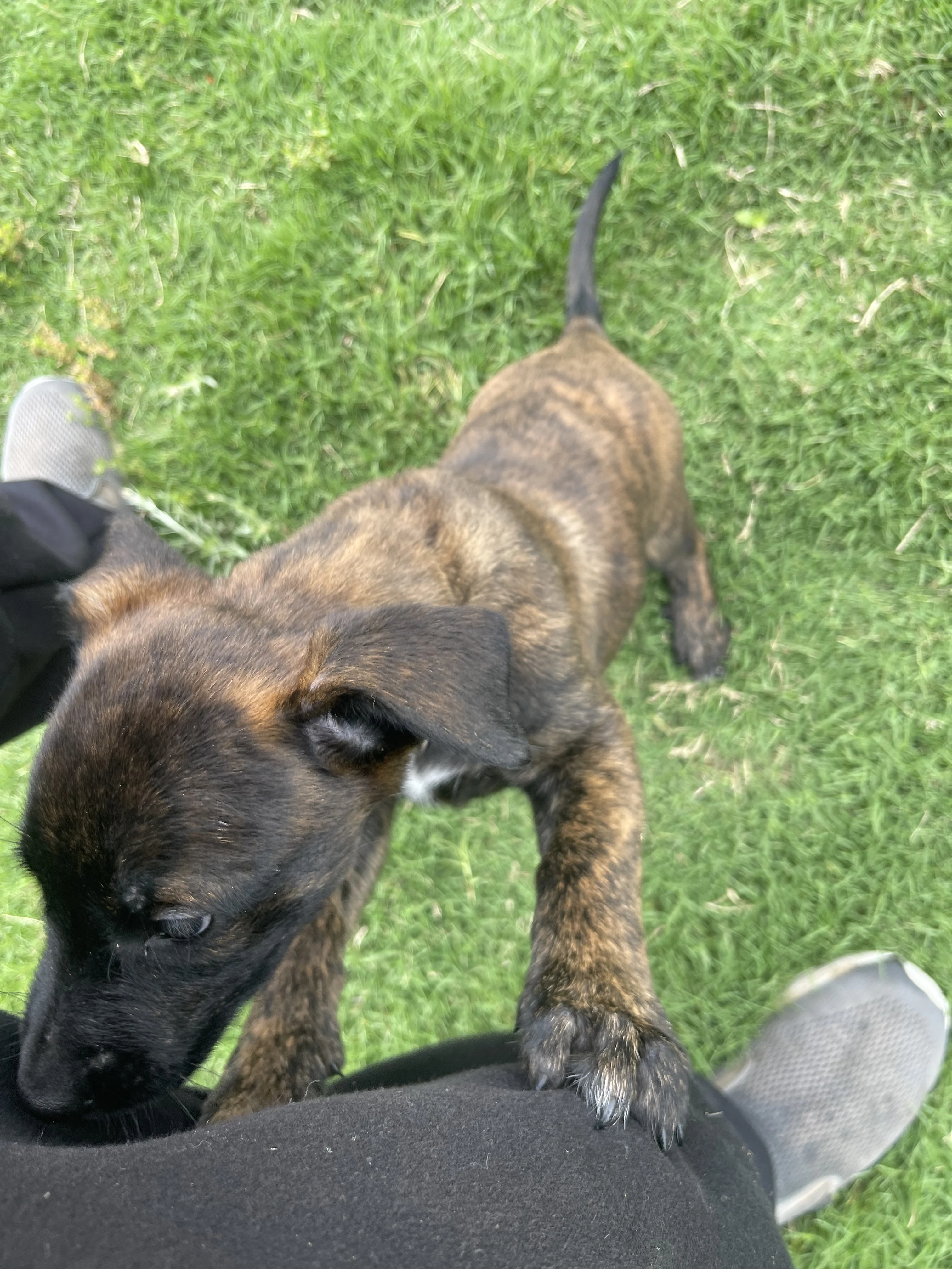 Bumi from the Ranger x Mila litter during puppy evaluation and development.