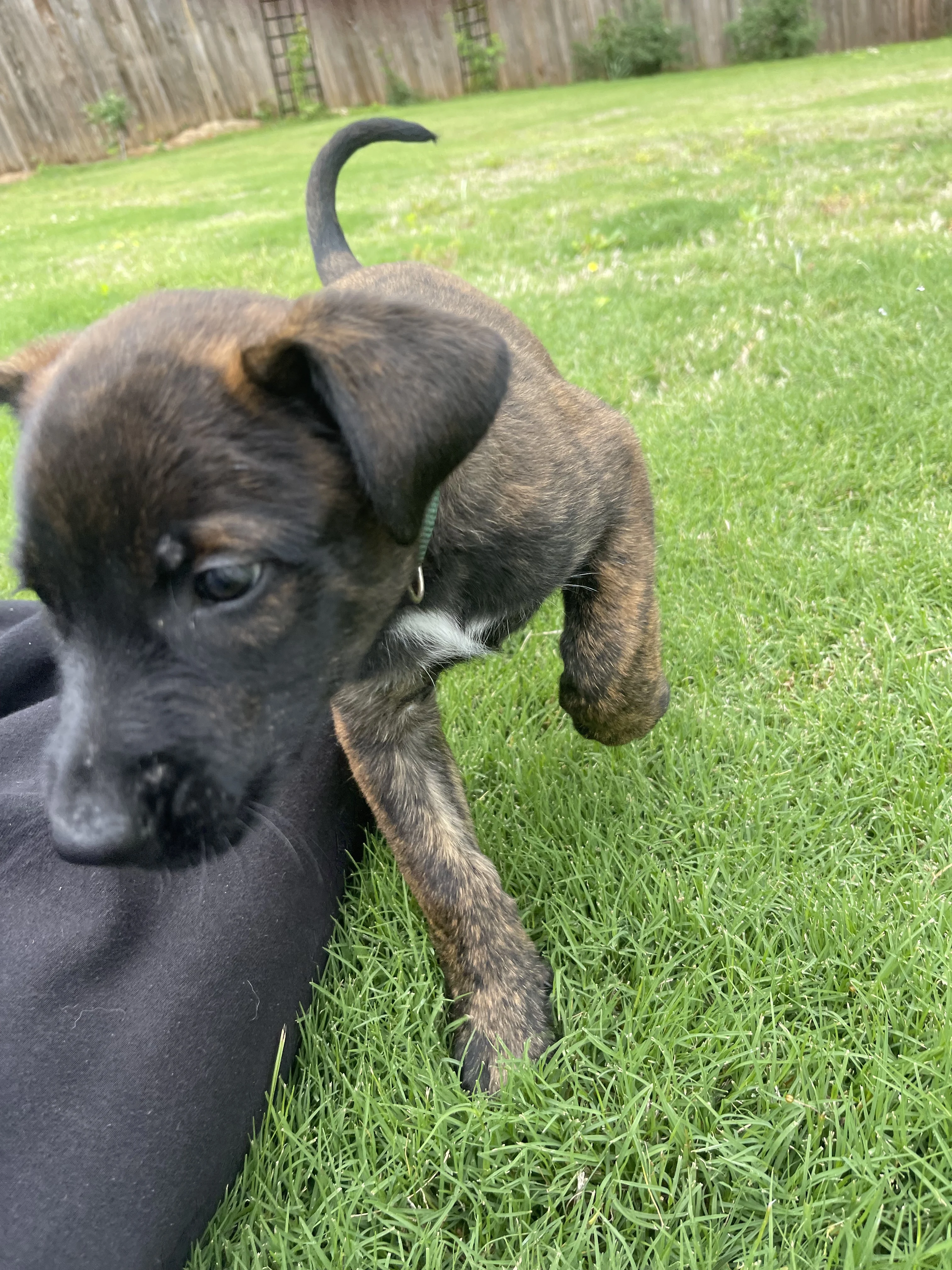 Bumi from the Ranger x Mila litter during puppy evaluation and development.