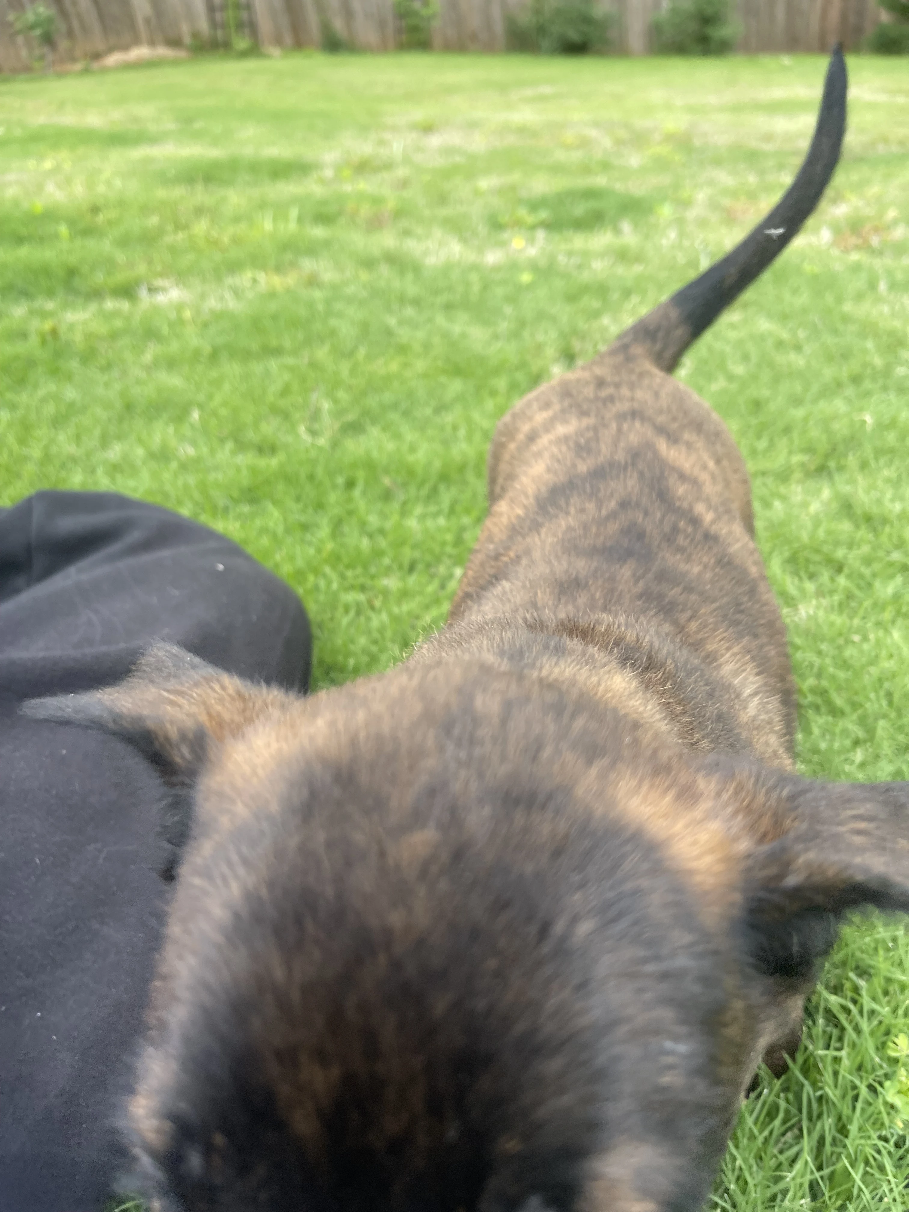 Bumi from the Ranger x Mila litter during puppy evaluation and development.