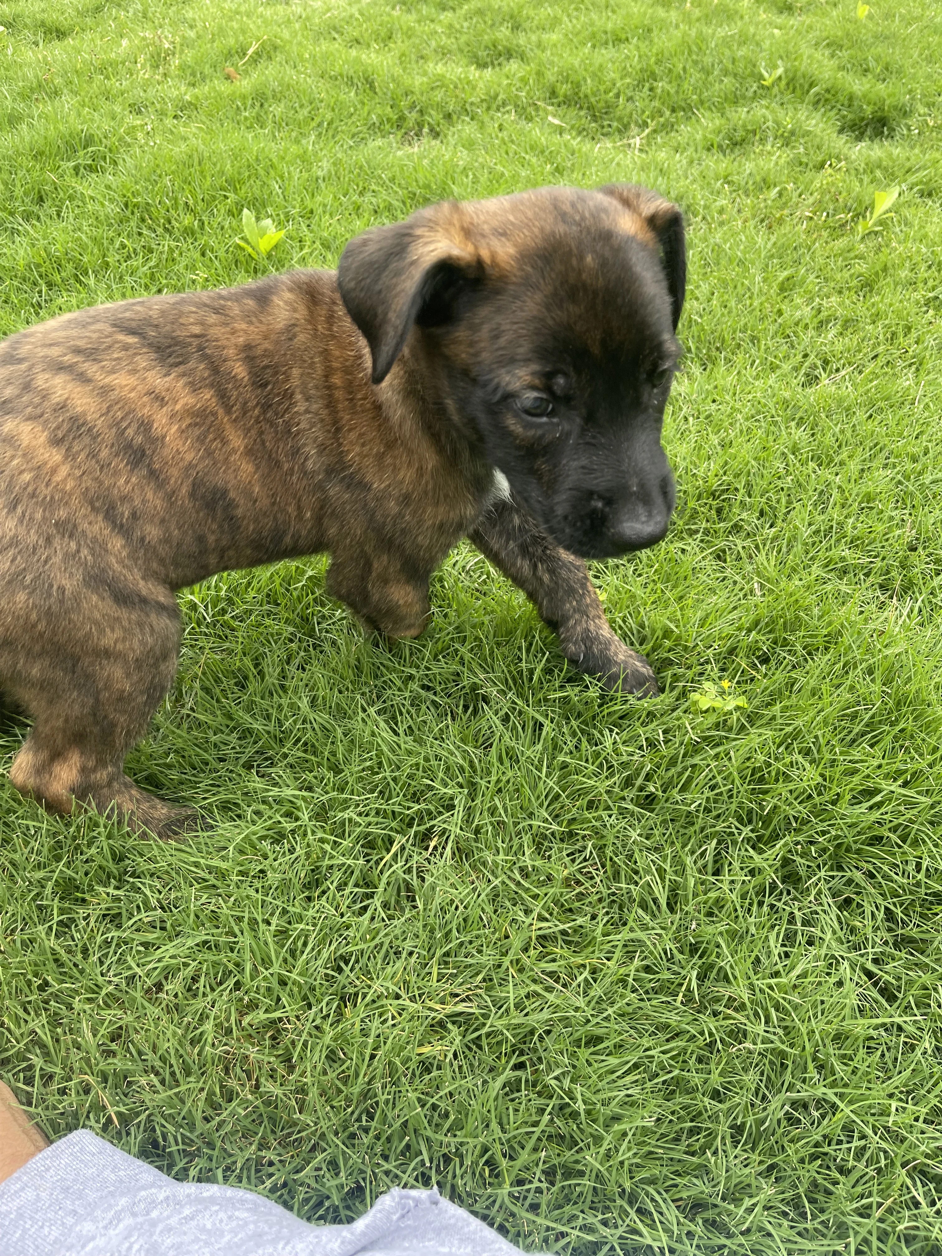 Bumi from the Ranger x Mila litter during puppy evaluation and development.