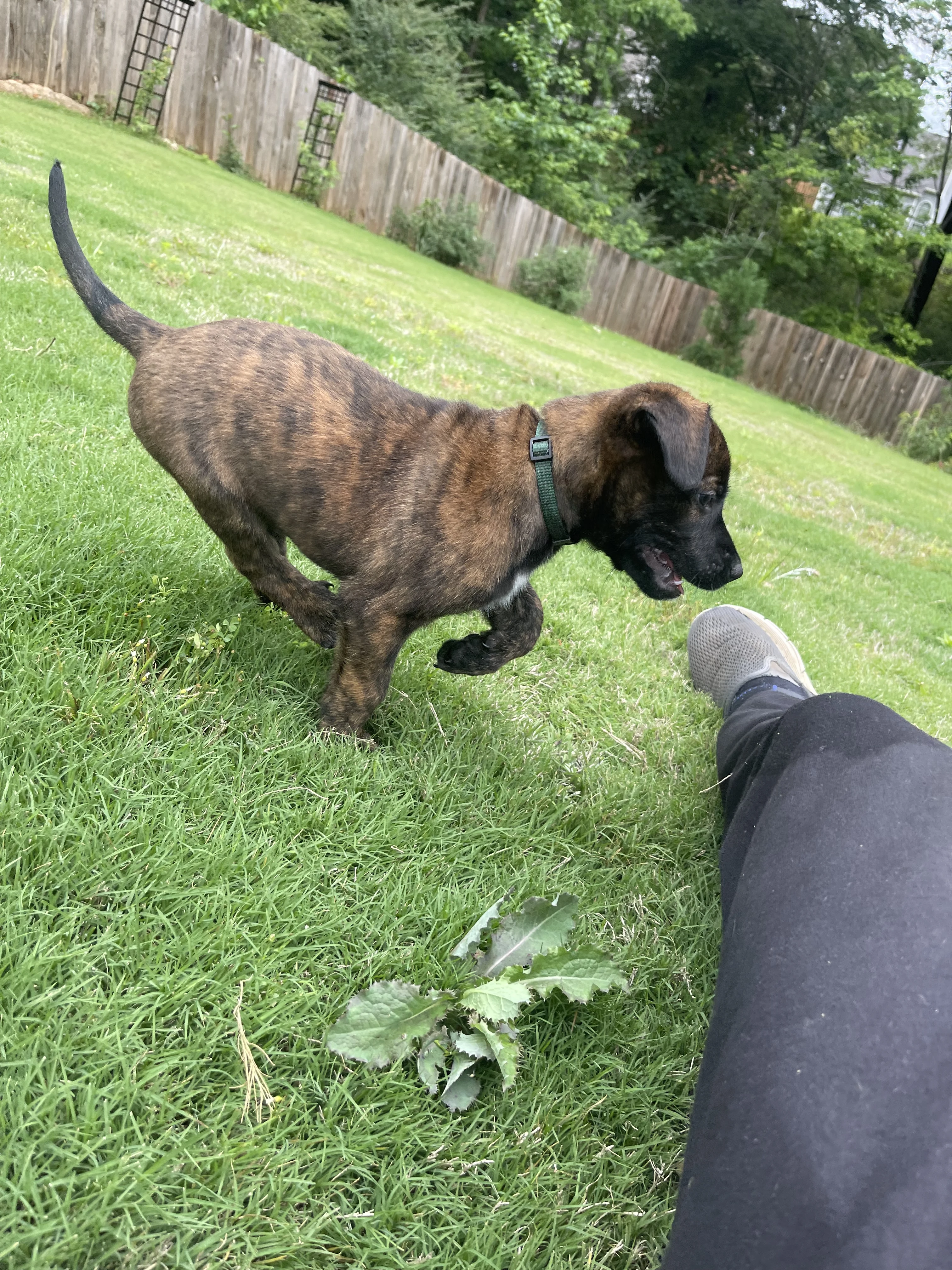 Bumi from the Ranger x Mila litter during puppy evaluation and development.