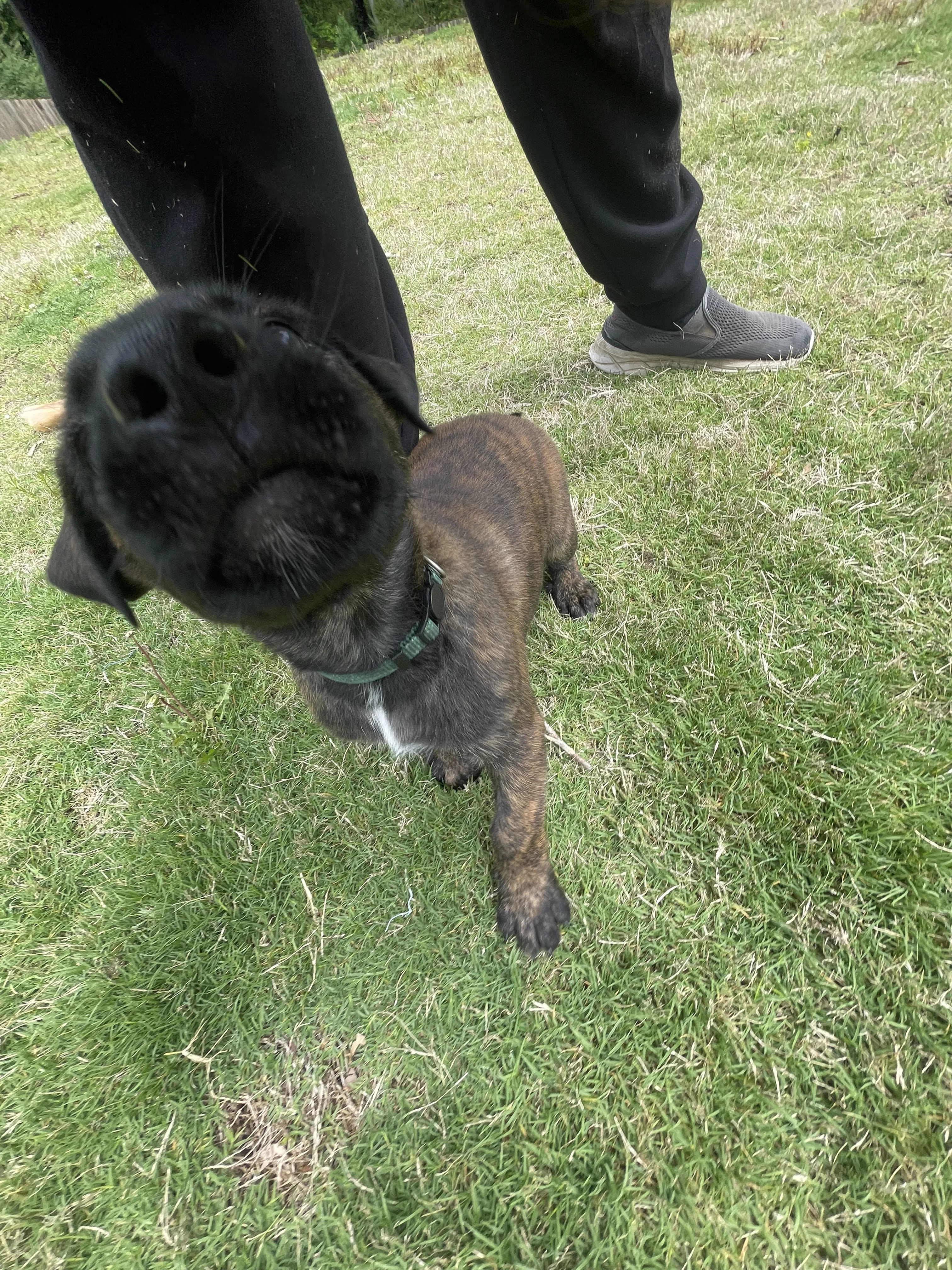 Bumi from the Ranger x Mila litter during puppy evaluation and development.