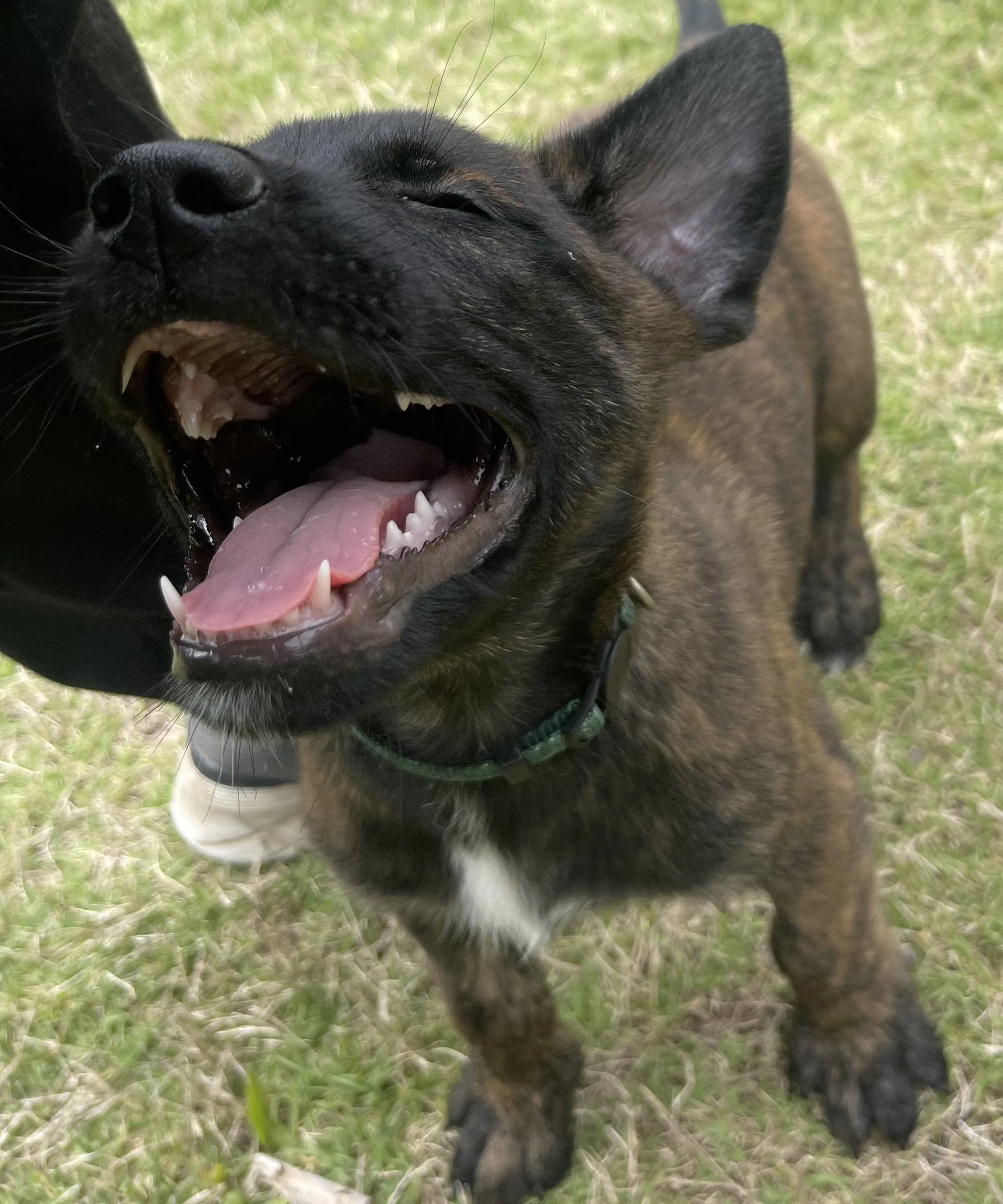 Bumi from the Ranger x Mila litter during puppy evaluation and development.