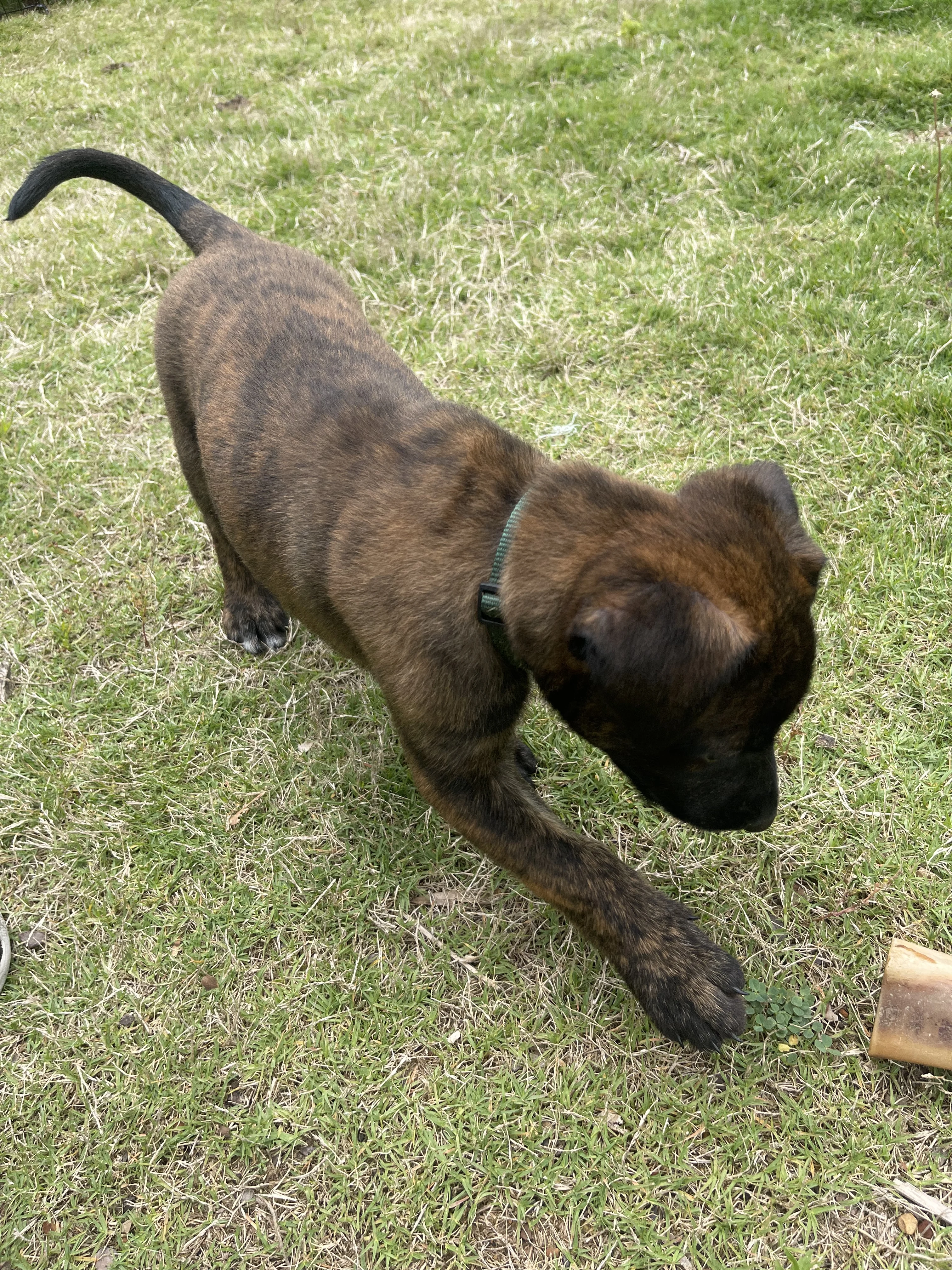 Bumi from the Ranger x Mila litter during puppy evaluation and development.