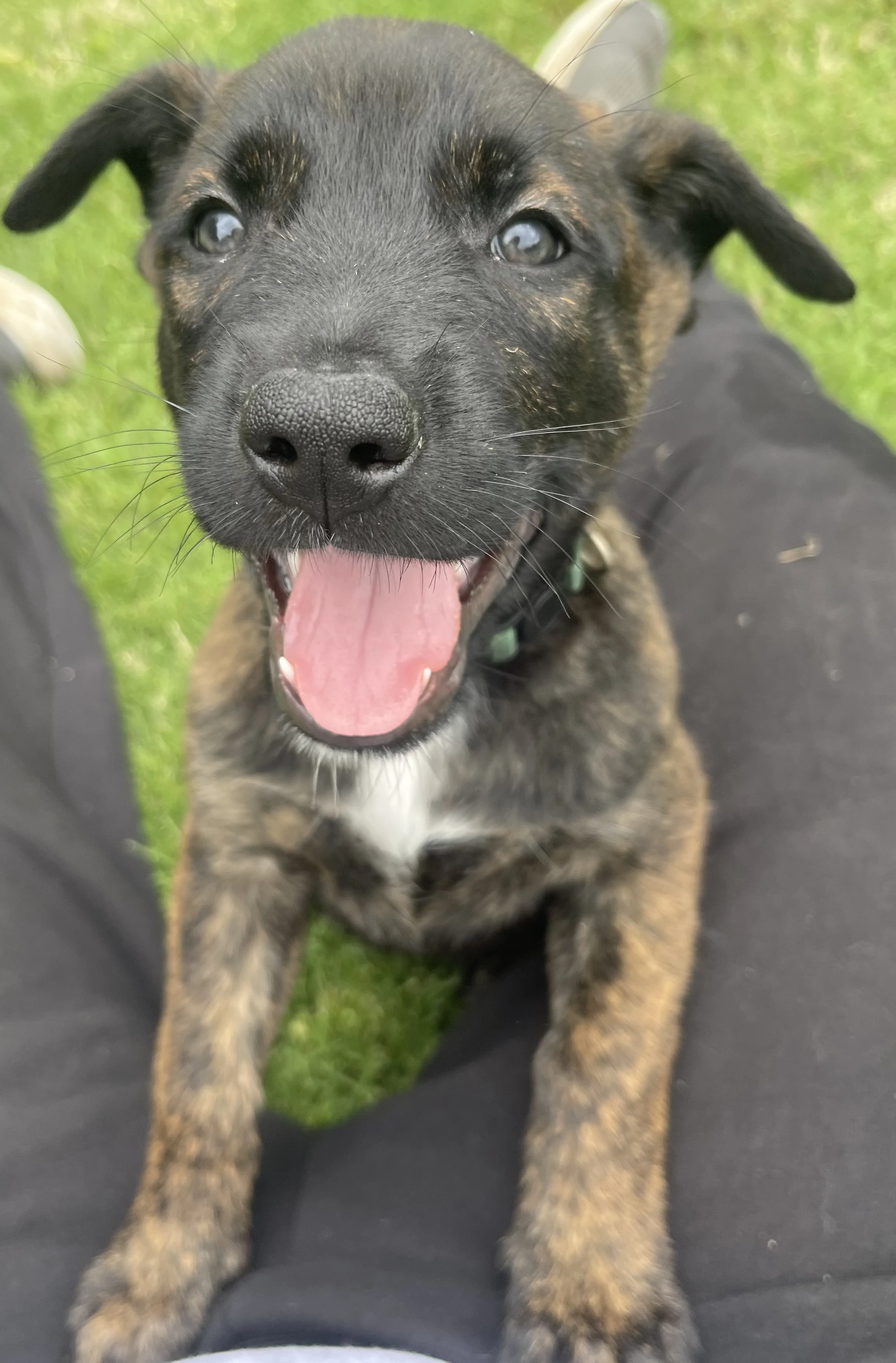 Bumi, Dark Green-collar male puppy.