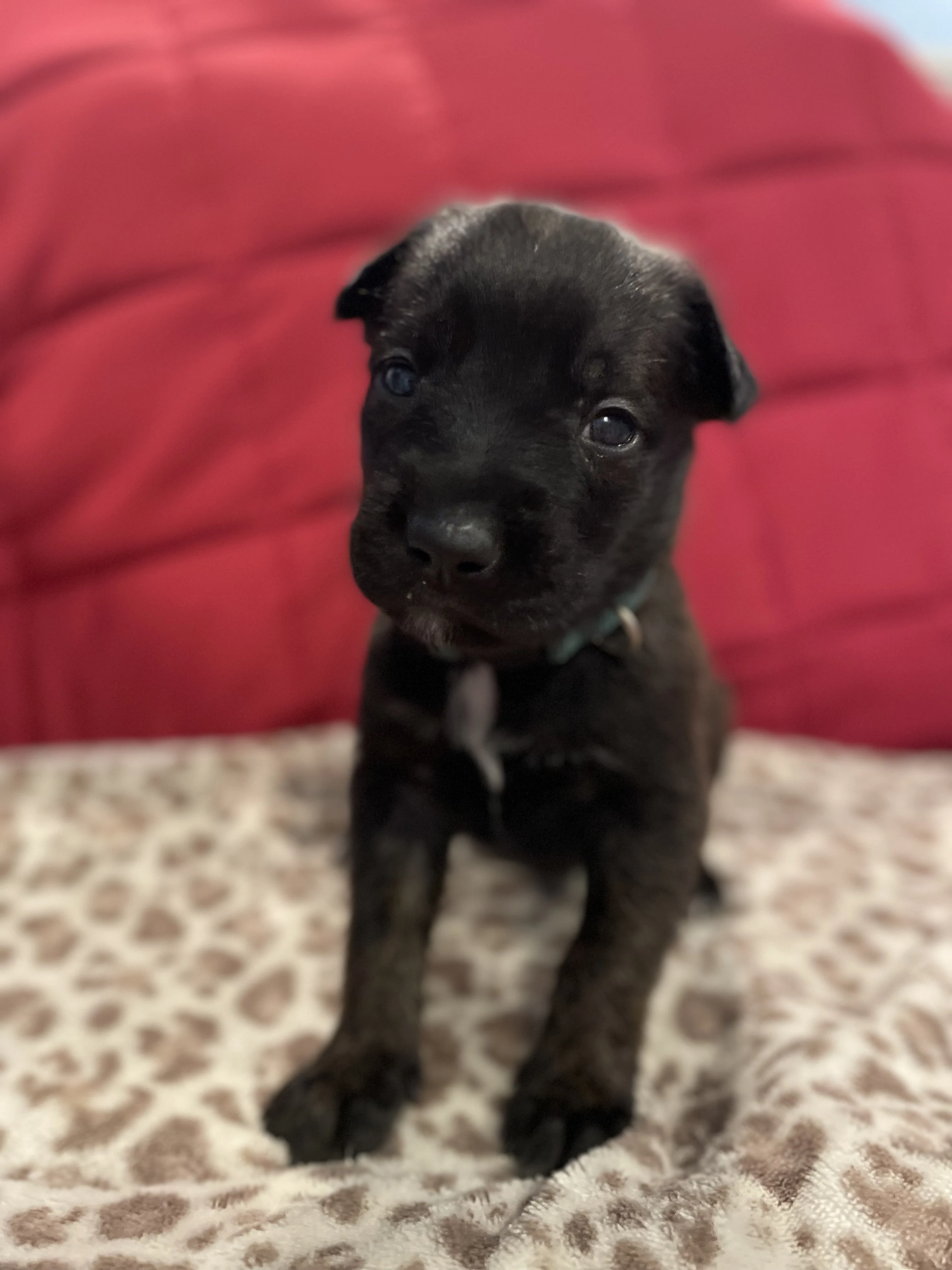 Bumi from the Ranger x Mila litter during puppy evaluation and development.